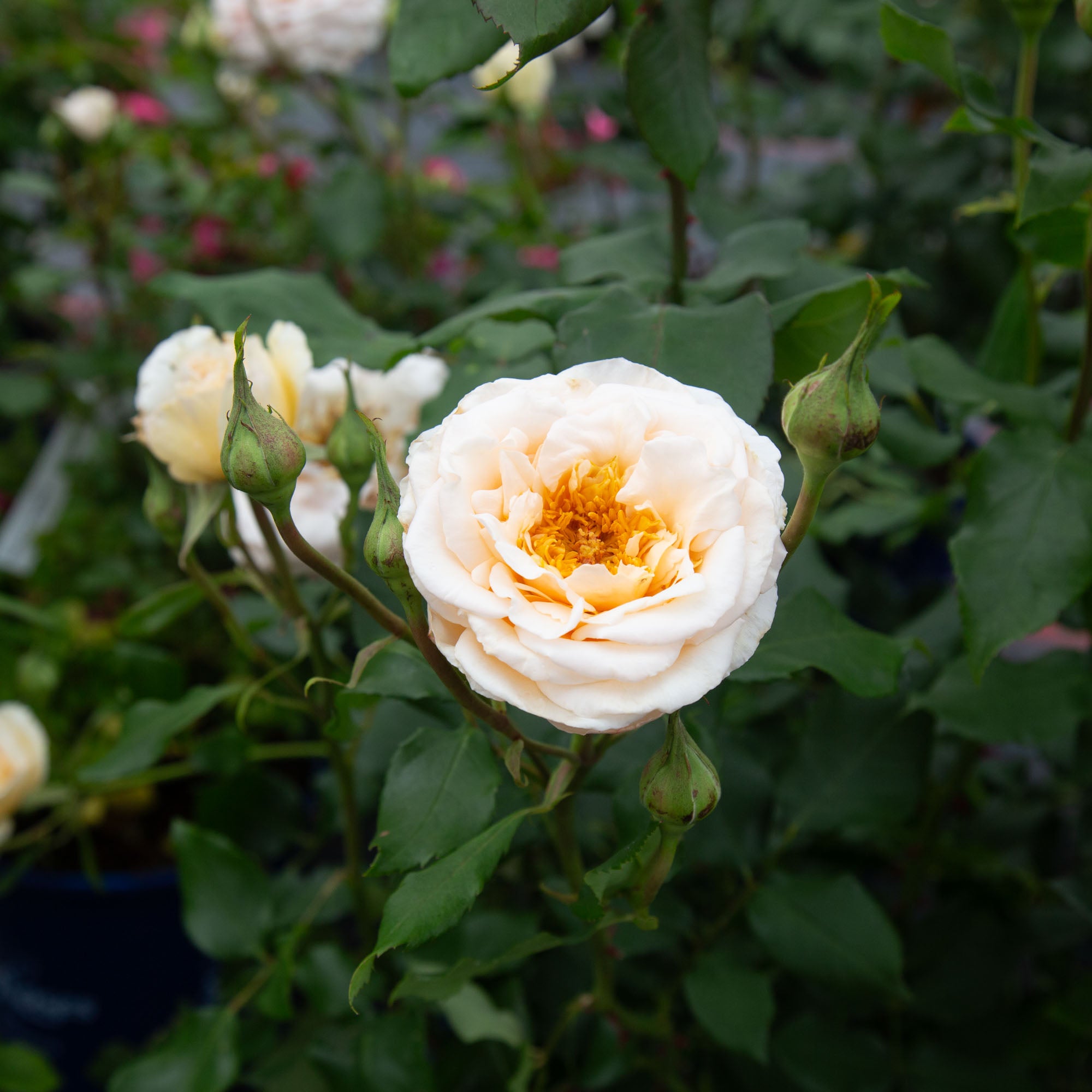 Rose of Rosalie™