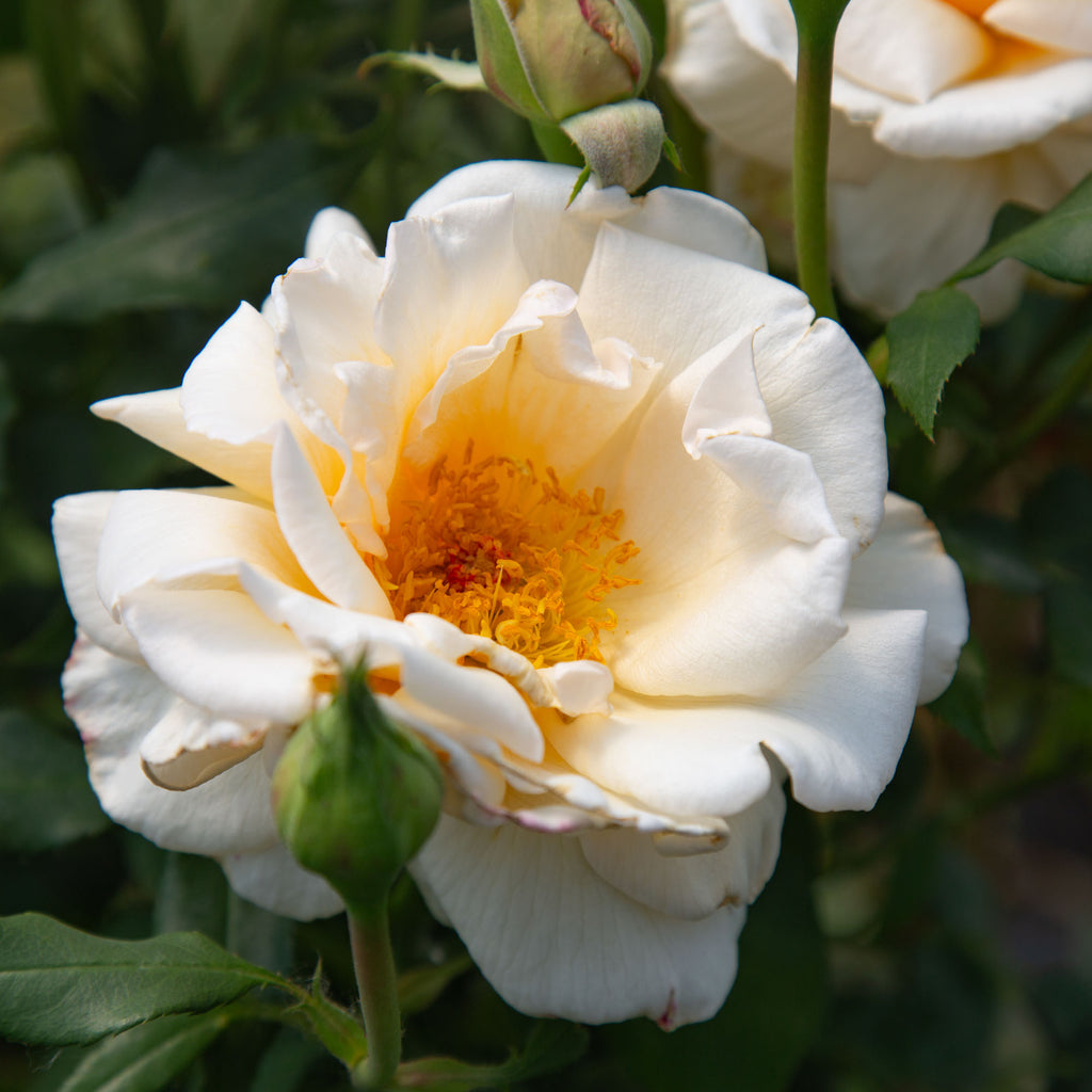 Rose of Rosalie™