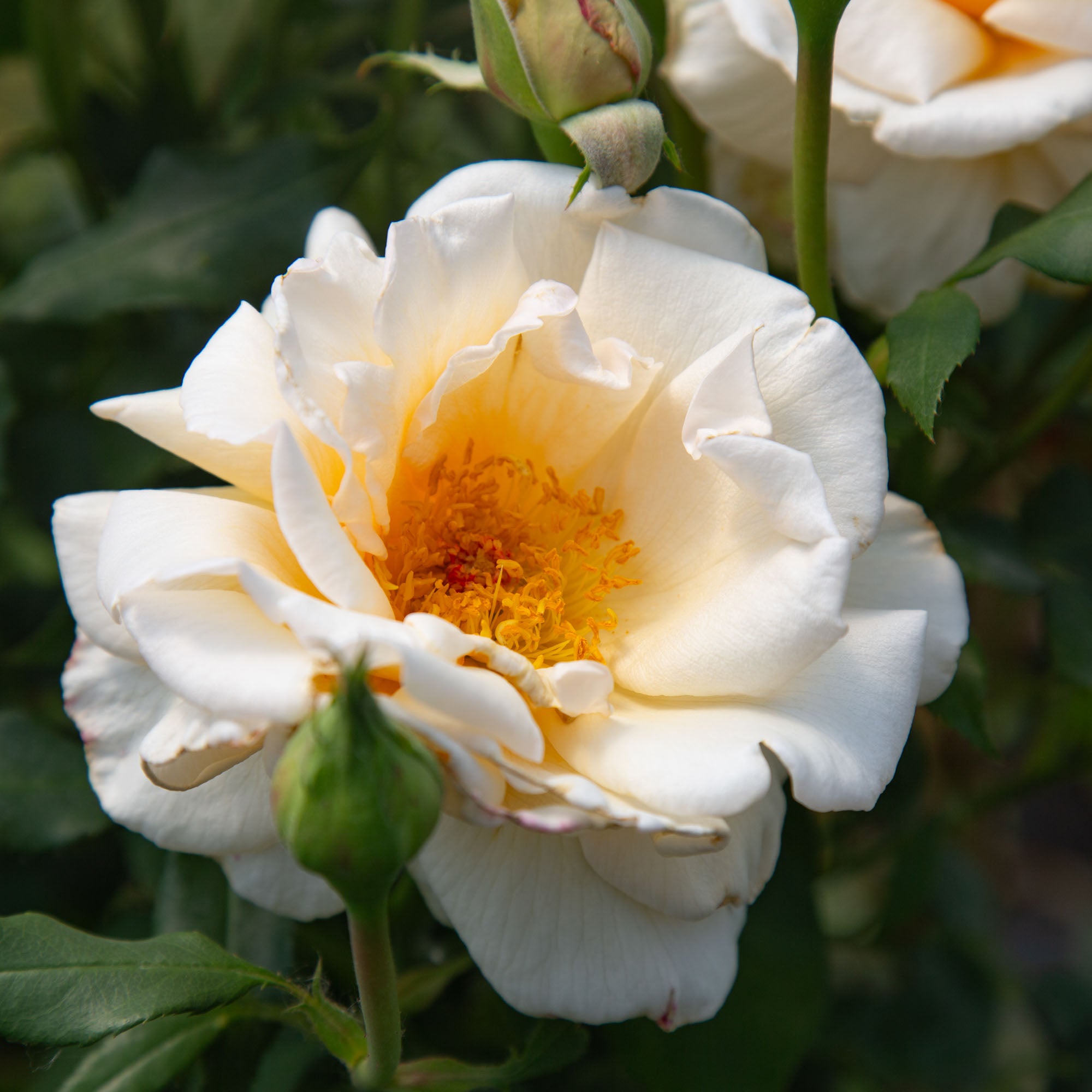 Rose of Rosalie™