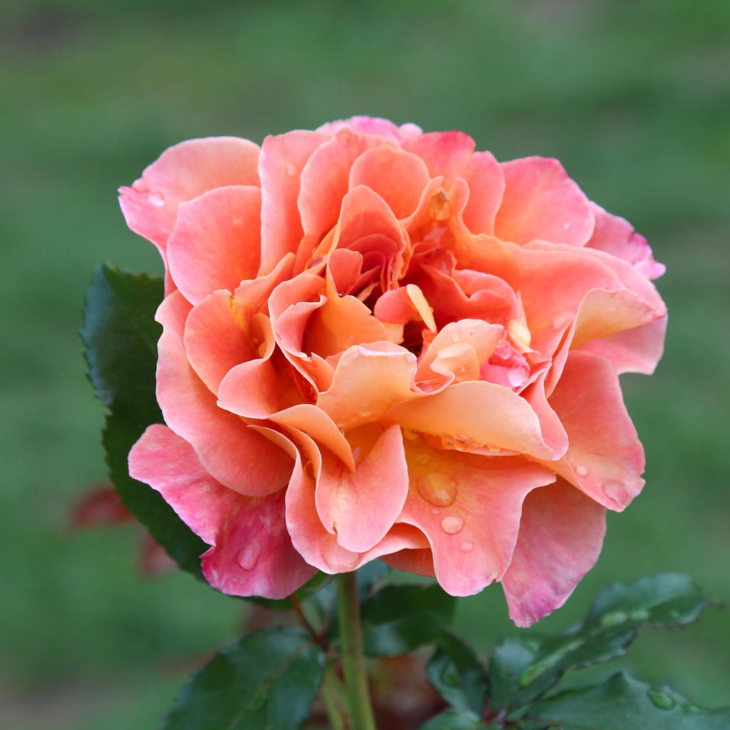 Roses The Riviter Rosie the Riveter™ | Orange Floribunda Rose Bush – Heirloom