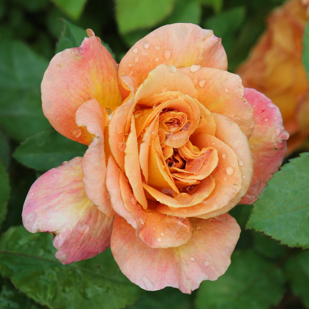 Roses The Riviter Rosie the Riveter™ | Orange Floribunda Rose Bush – Heirloom