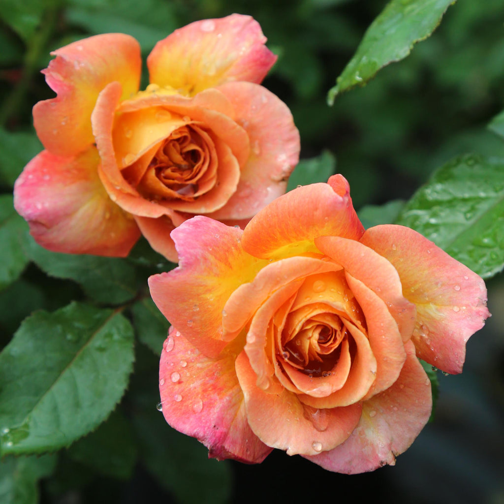 Roses The Riviter Rosie the Riveter™ | Orange Floribunda Rose Bush – Heirloom