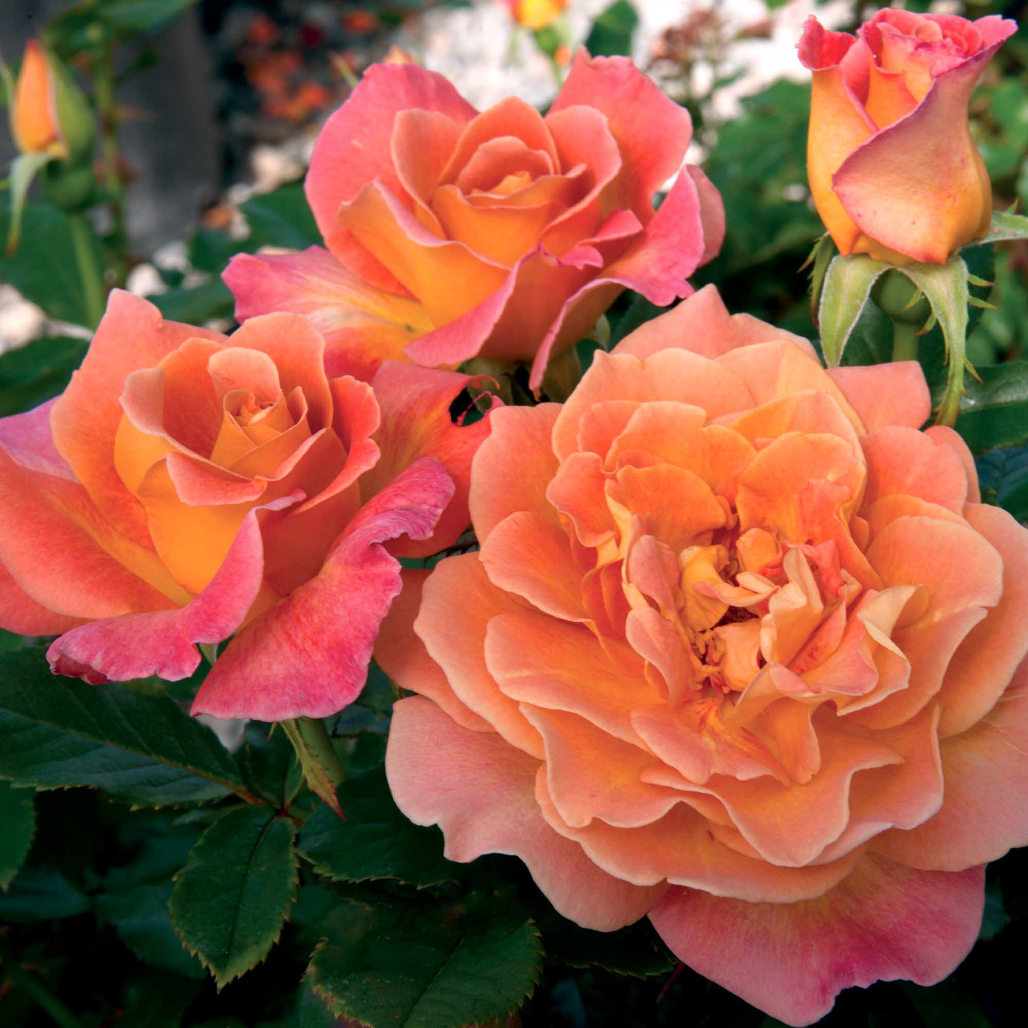 Rosie the Riveter™ | Orange Floribunda Rose Bush – Heirloom
