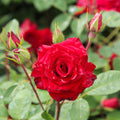 Rouge Rhapsody