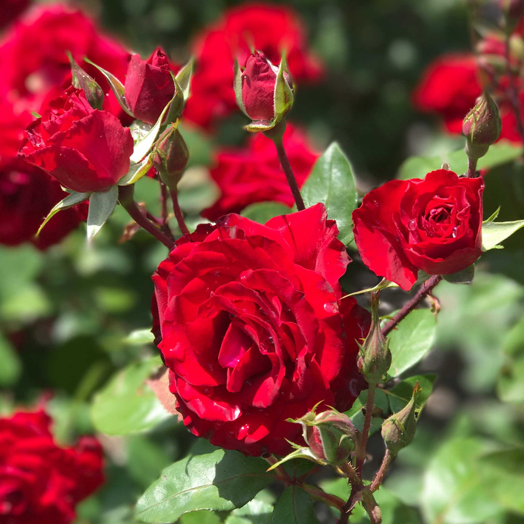 Rouge Rhapsody