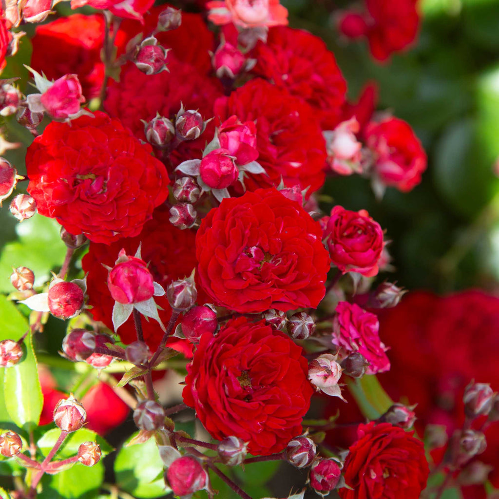 Veranda® Roxanne