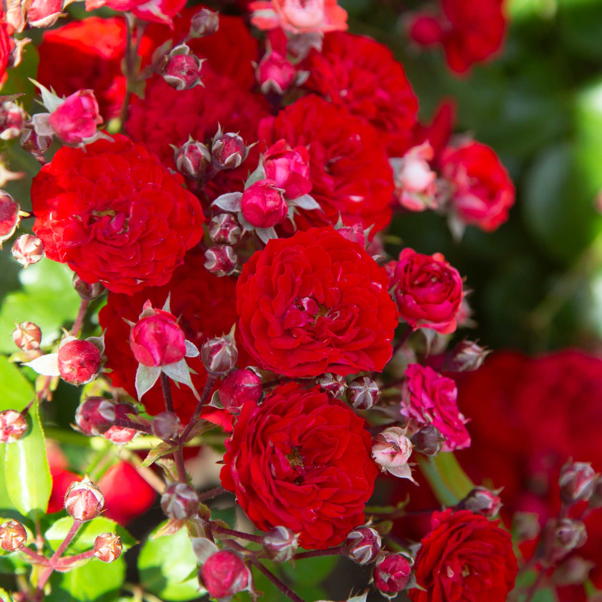 Veranda® Roxanne
