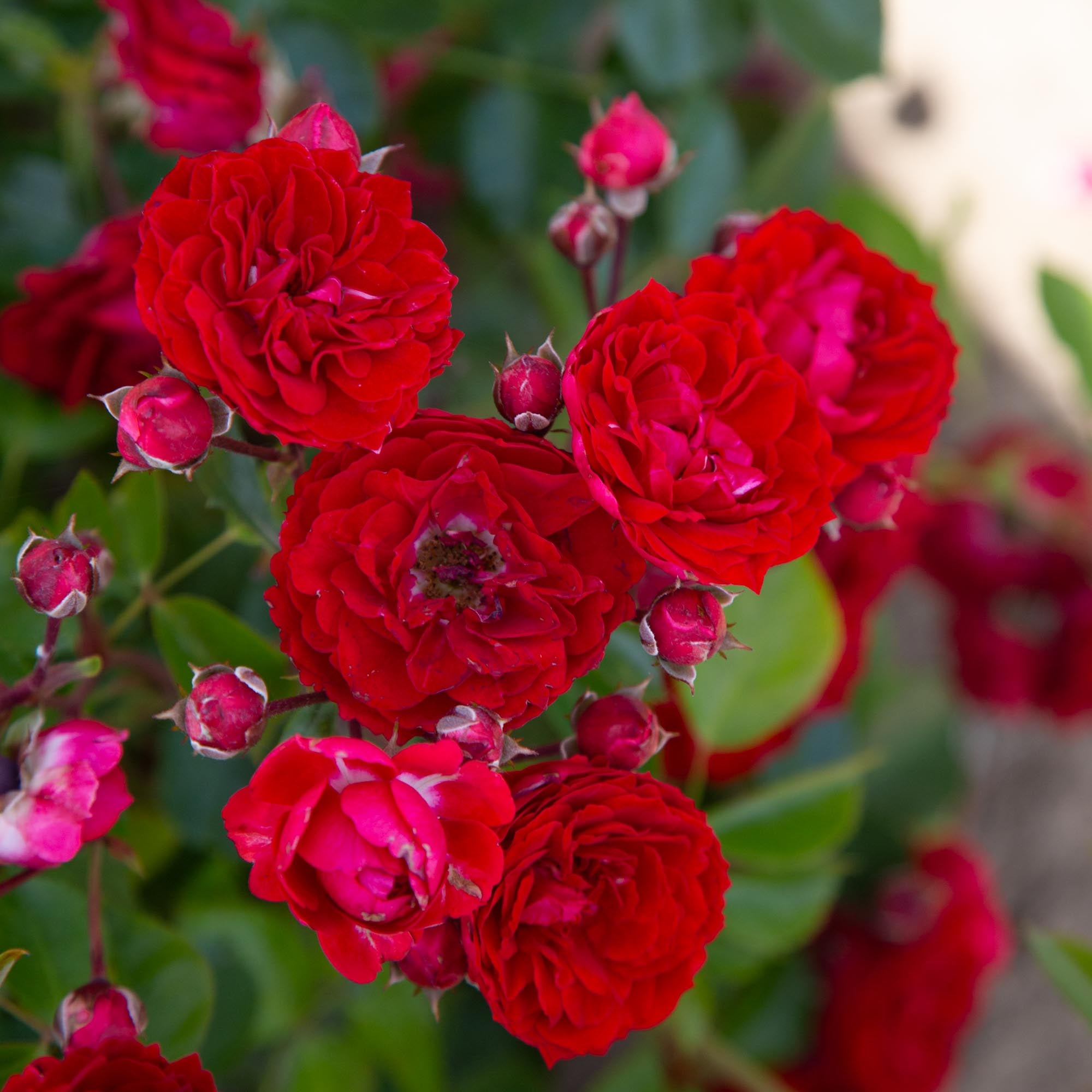 Veranda Roxanne Floribunda Rose | Red Rose Bush – Heirloom