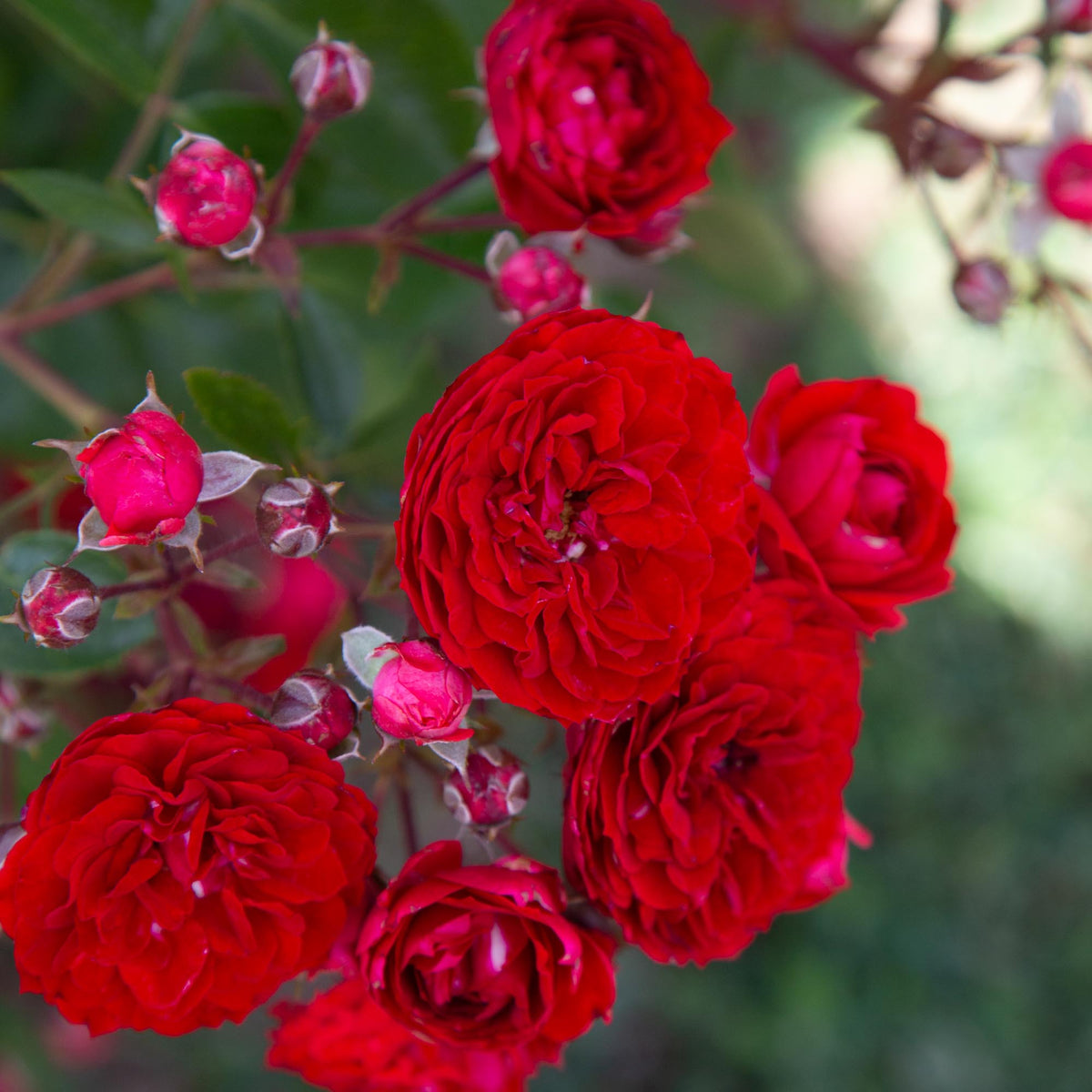 Veranda Roxanne Floribunda Rose | Red Rose Bush – Heirloom