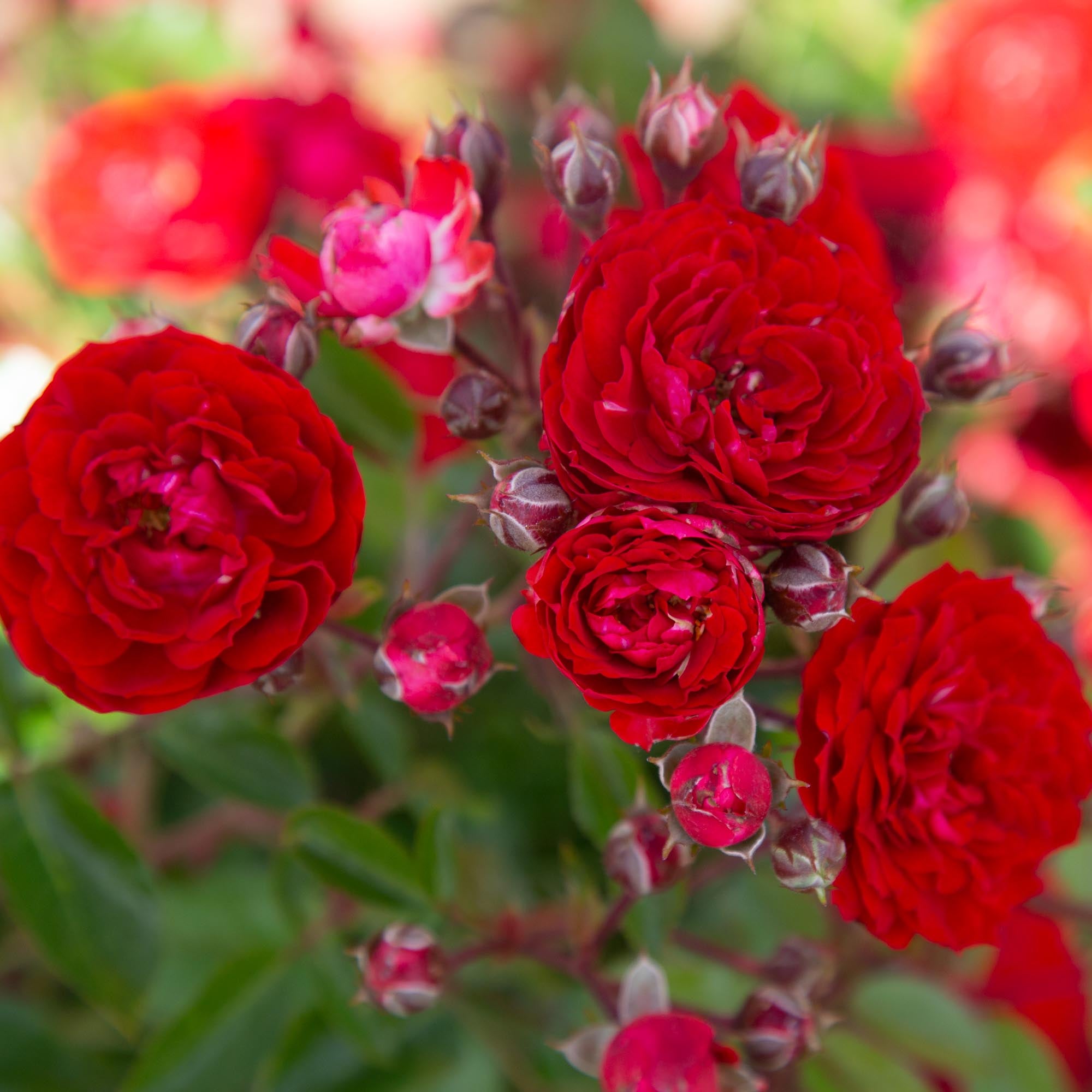 Veranda® Roxanne