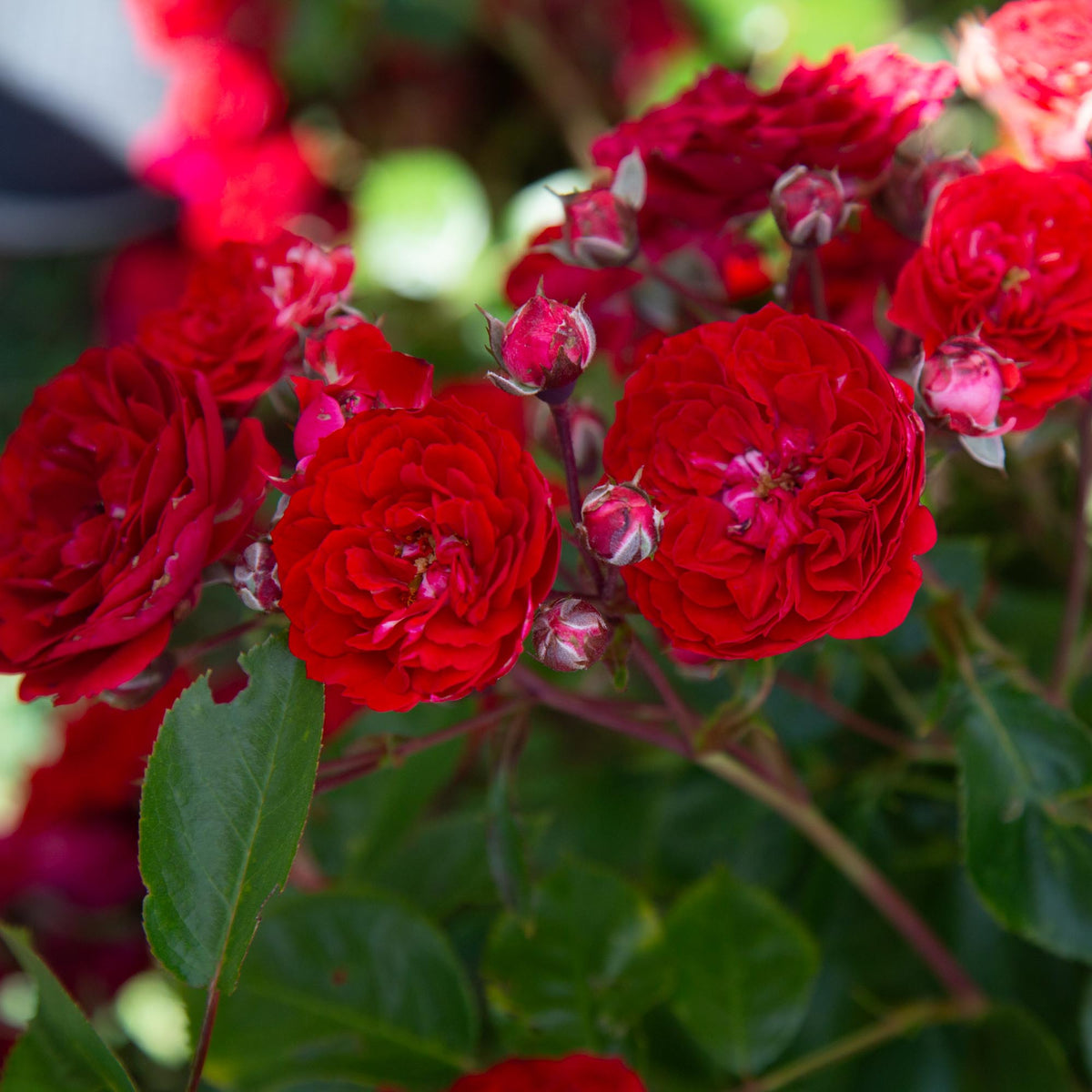 Veranda Roxanne Floribunda Rose | Red Rose Bush – Heirloom