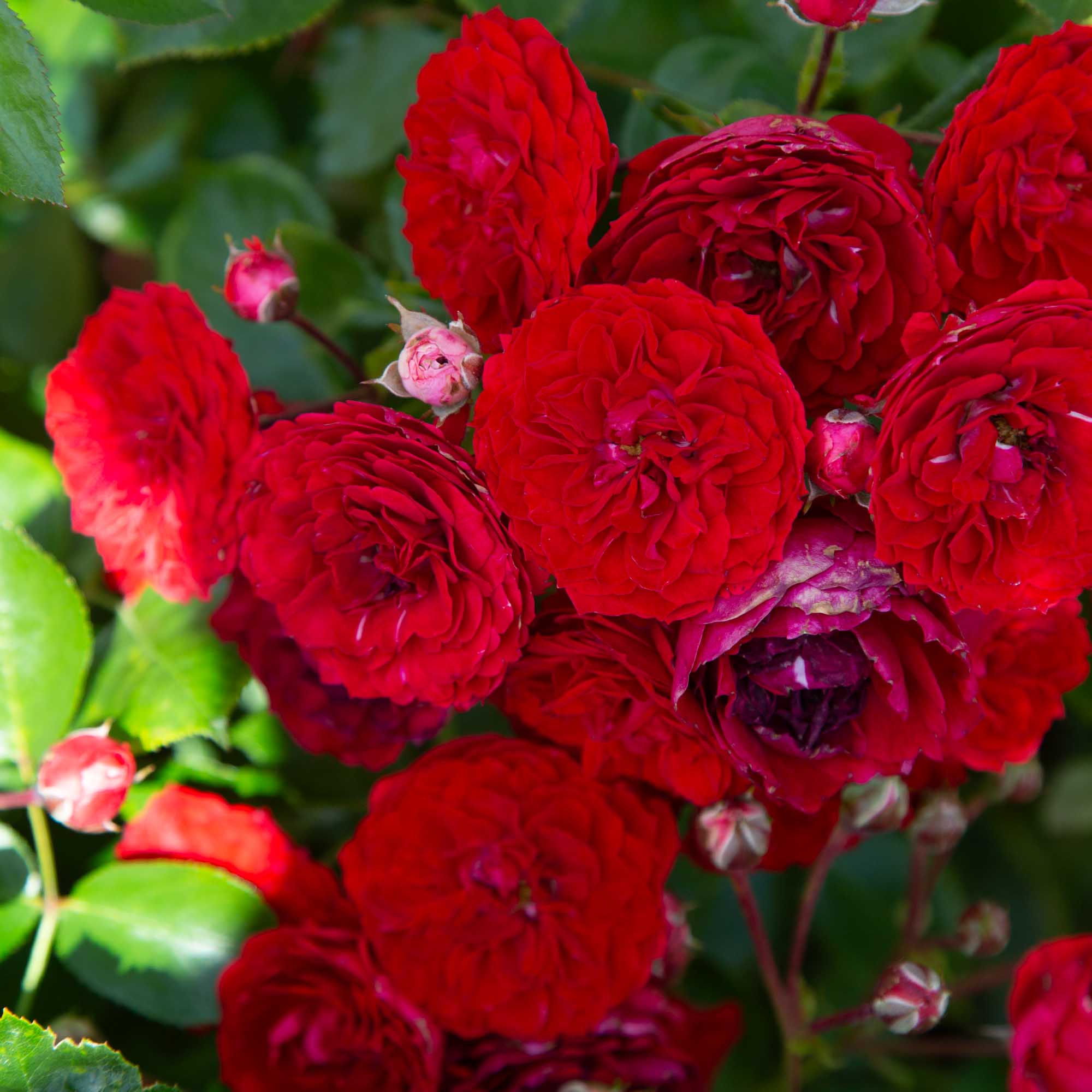 ローズ Veranda Roxanne Floribunda Rose | Red Rose Bush – Heirloom