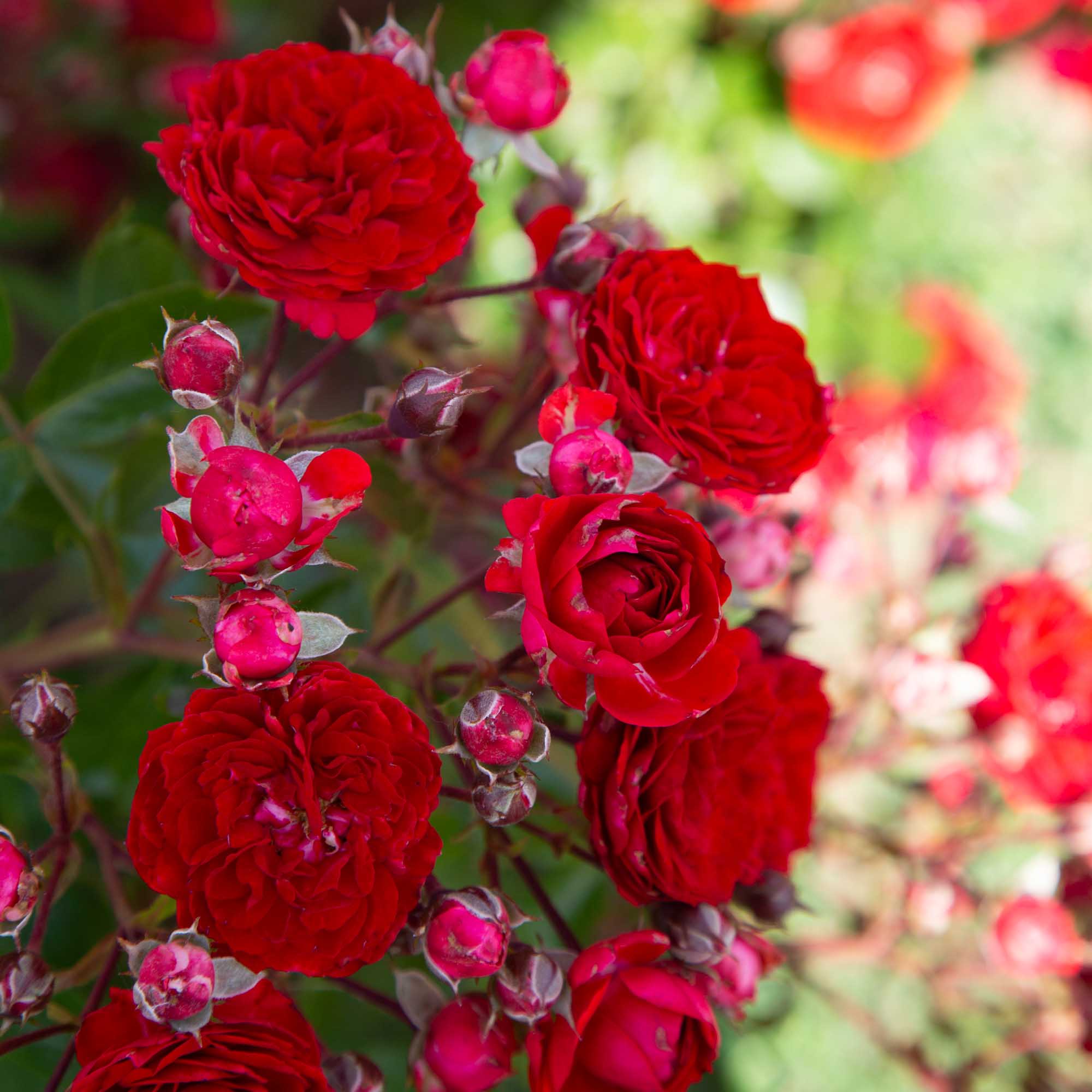 Veranda® Roxanne