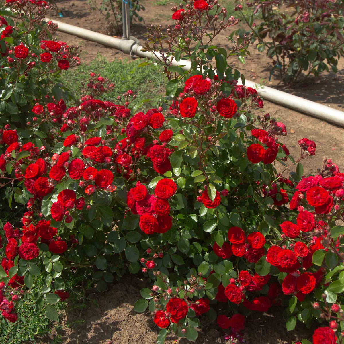 Veranda Roxanne Floribunda Rose | Red Rose Bush – Heirloom