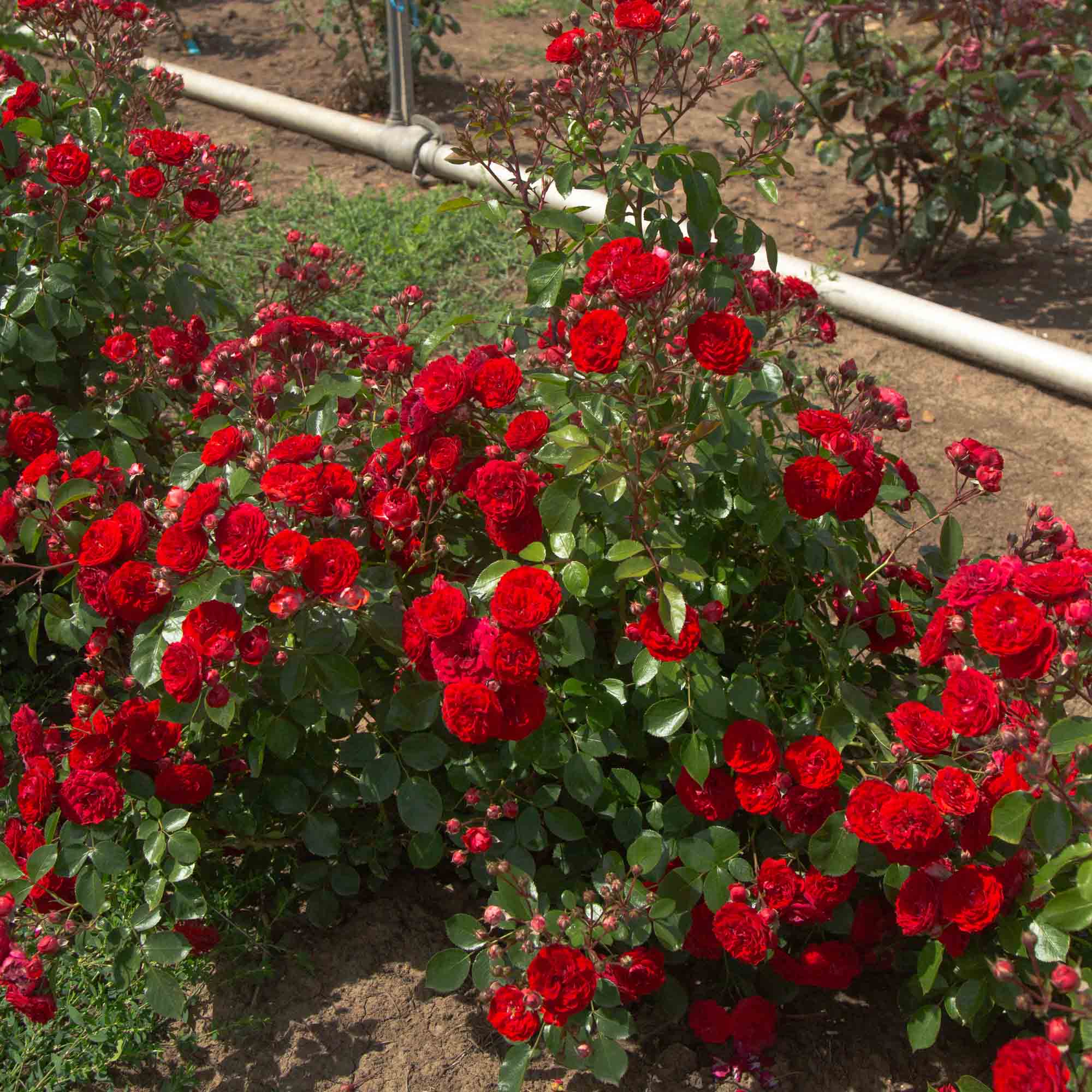 Veranda® Roxanne