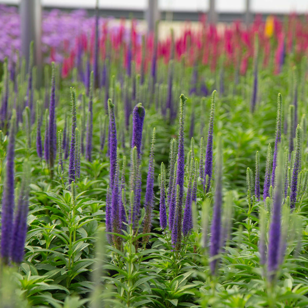 Royal Candles