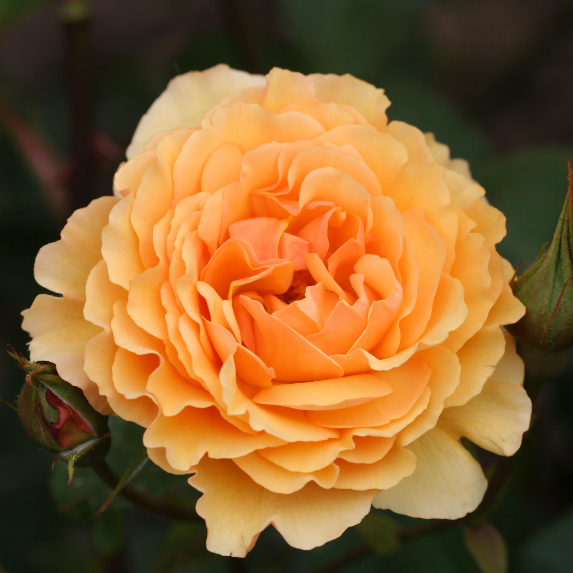 Royal Amber™
