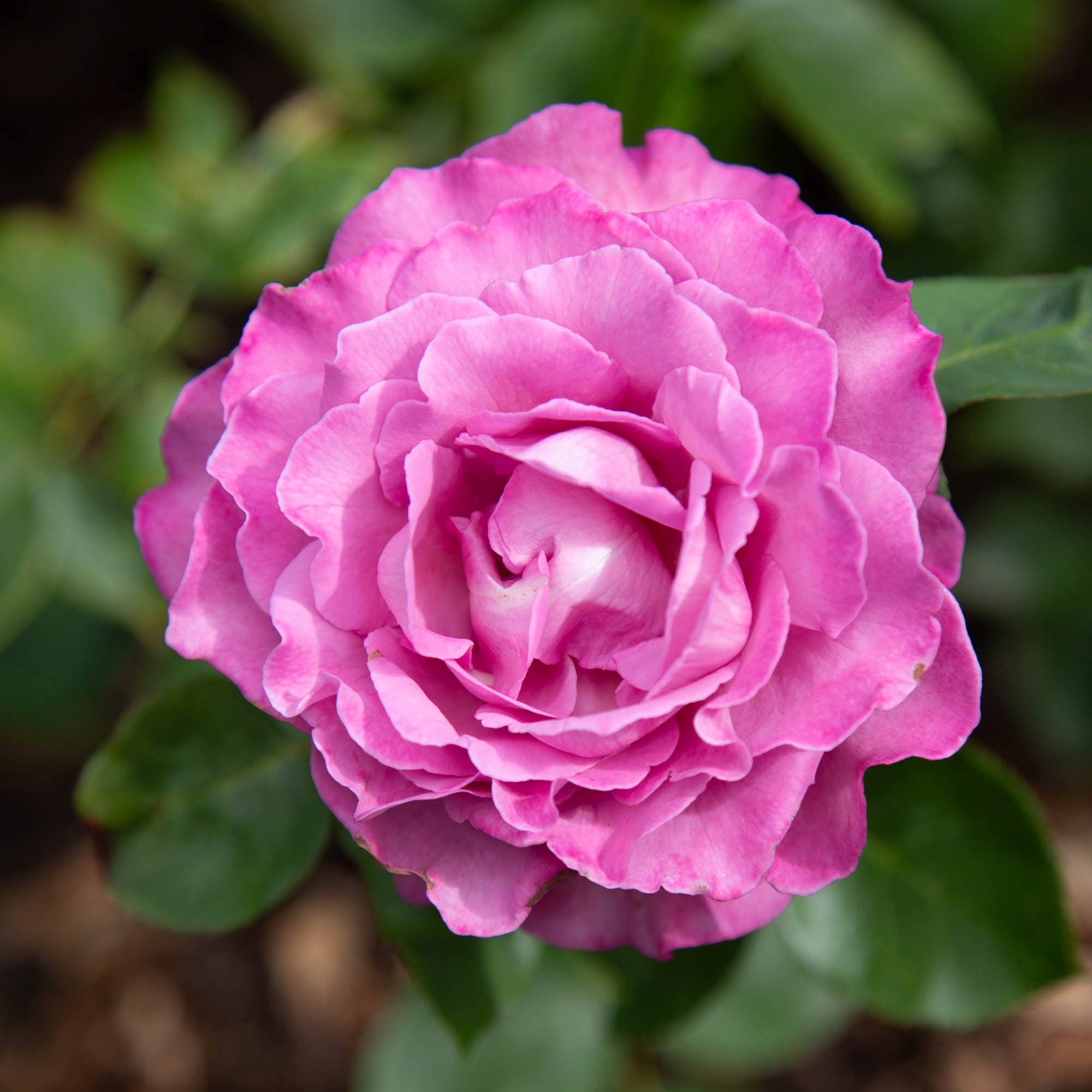 Royal Amethyst™