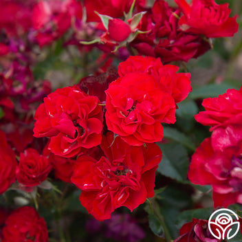 Ruby Meidiland Landscape Rose | Red Rose Plant – Heirloom