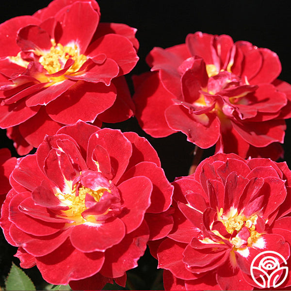 Ruffles 'n' Flourishes – Heirloom