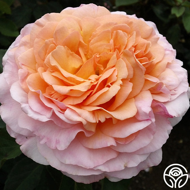 50th Anniversary Clements Collection – Heirloom