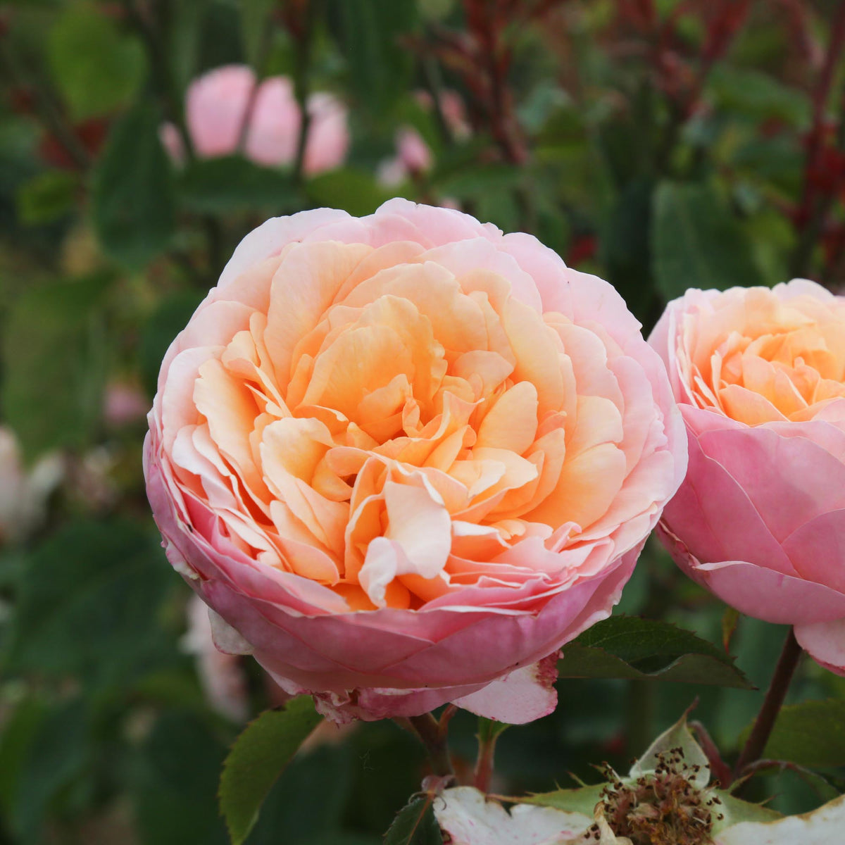 Ruth Clements Shrub Rose | Fragrant Rose Plant – Heirloom