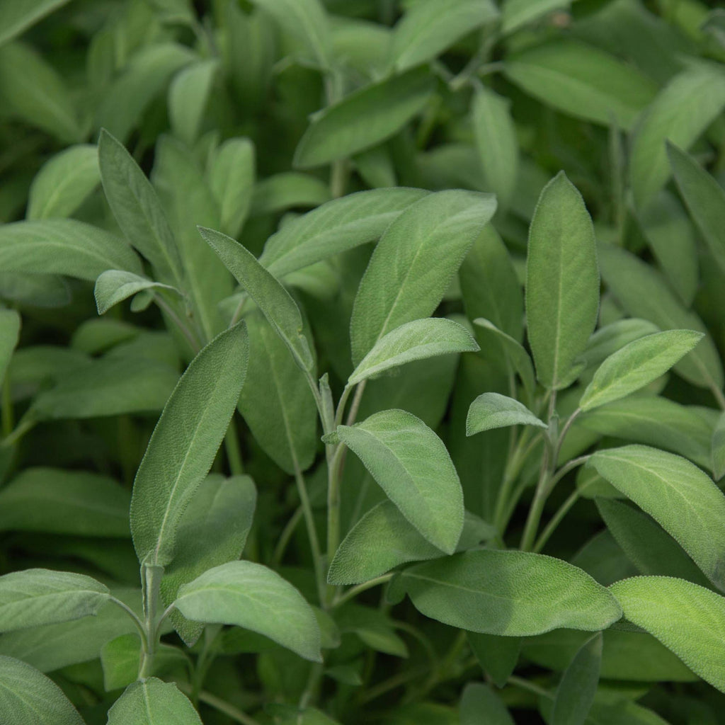 Salvia Garden Sage