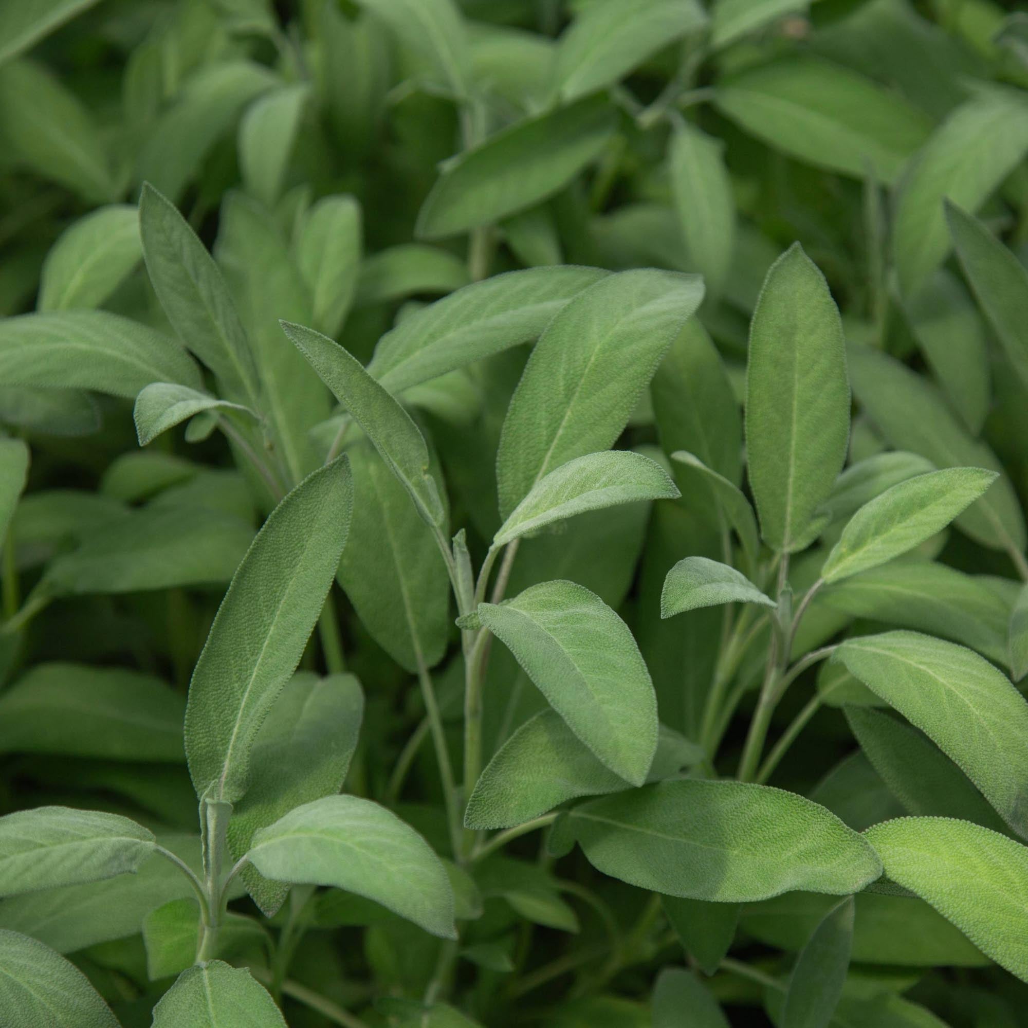 Salvia Garden Sage