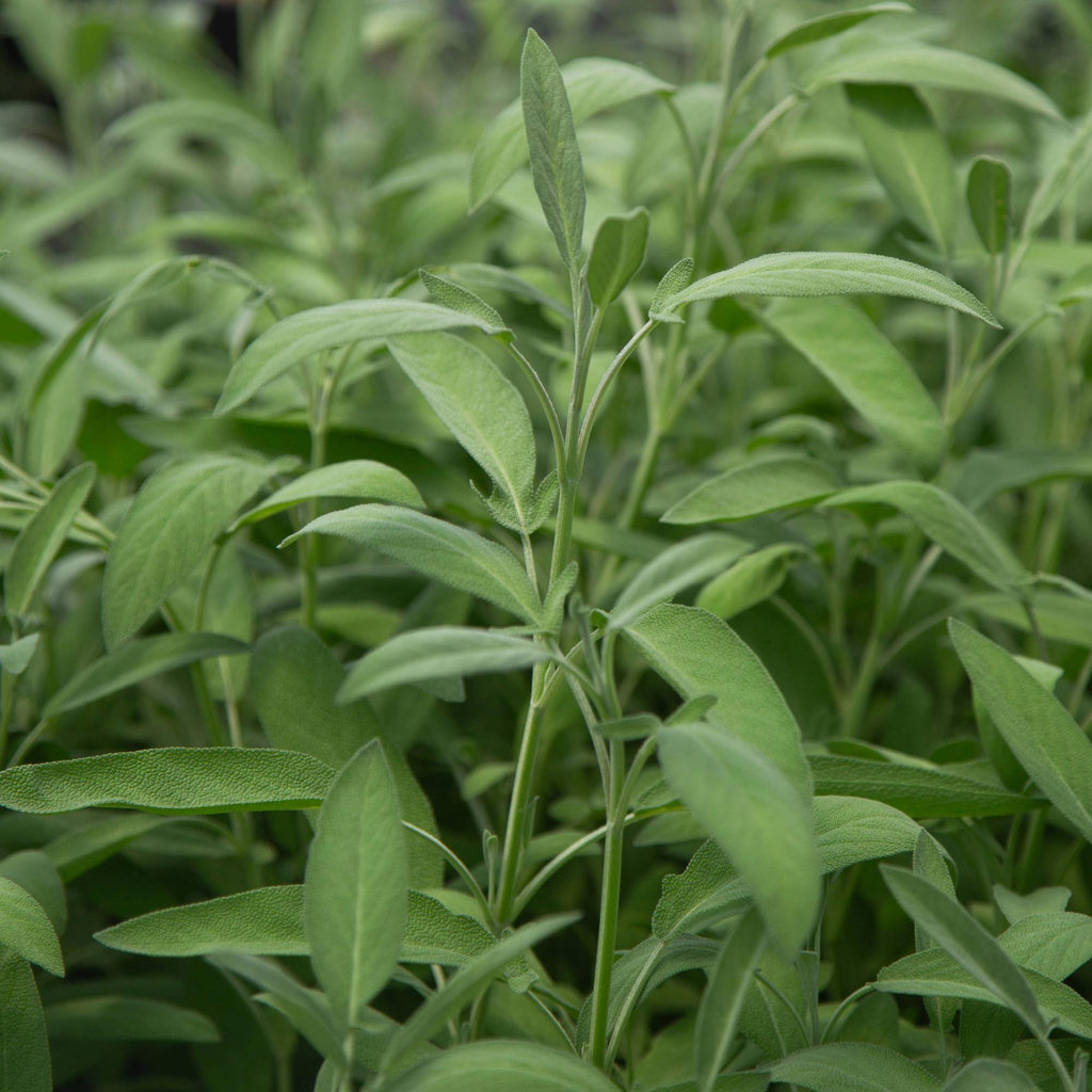 Salvia Garden Sage