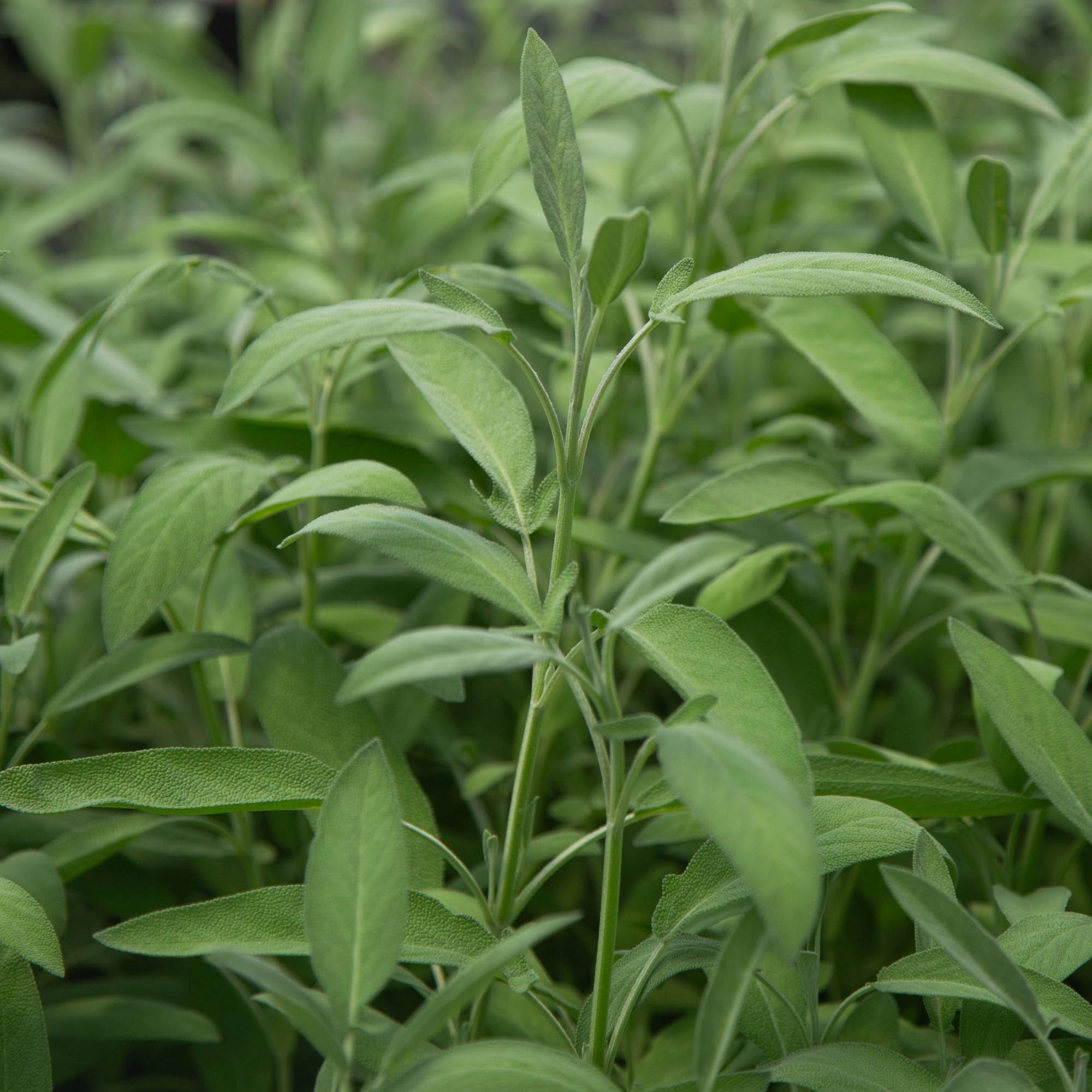 Salvia Garden Sage