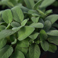 Salvia Berggarten