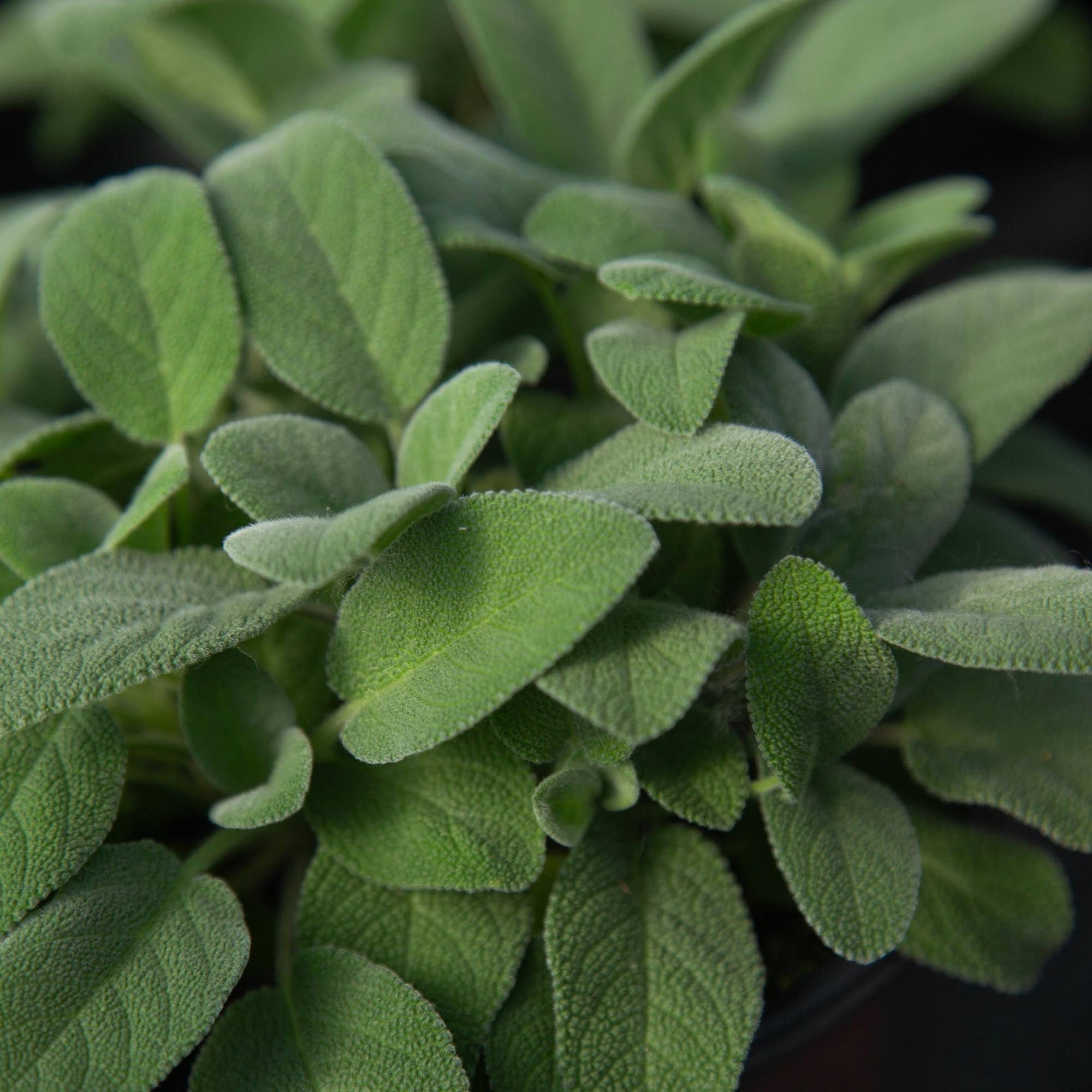 Salvia Berggarten