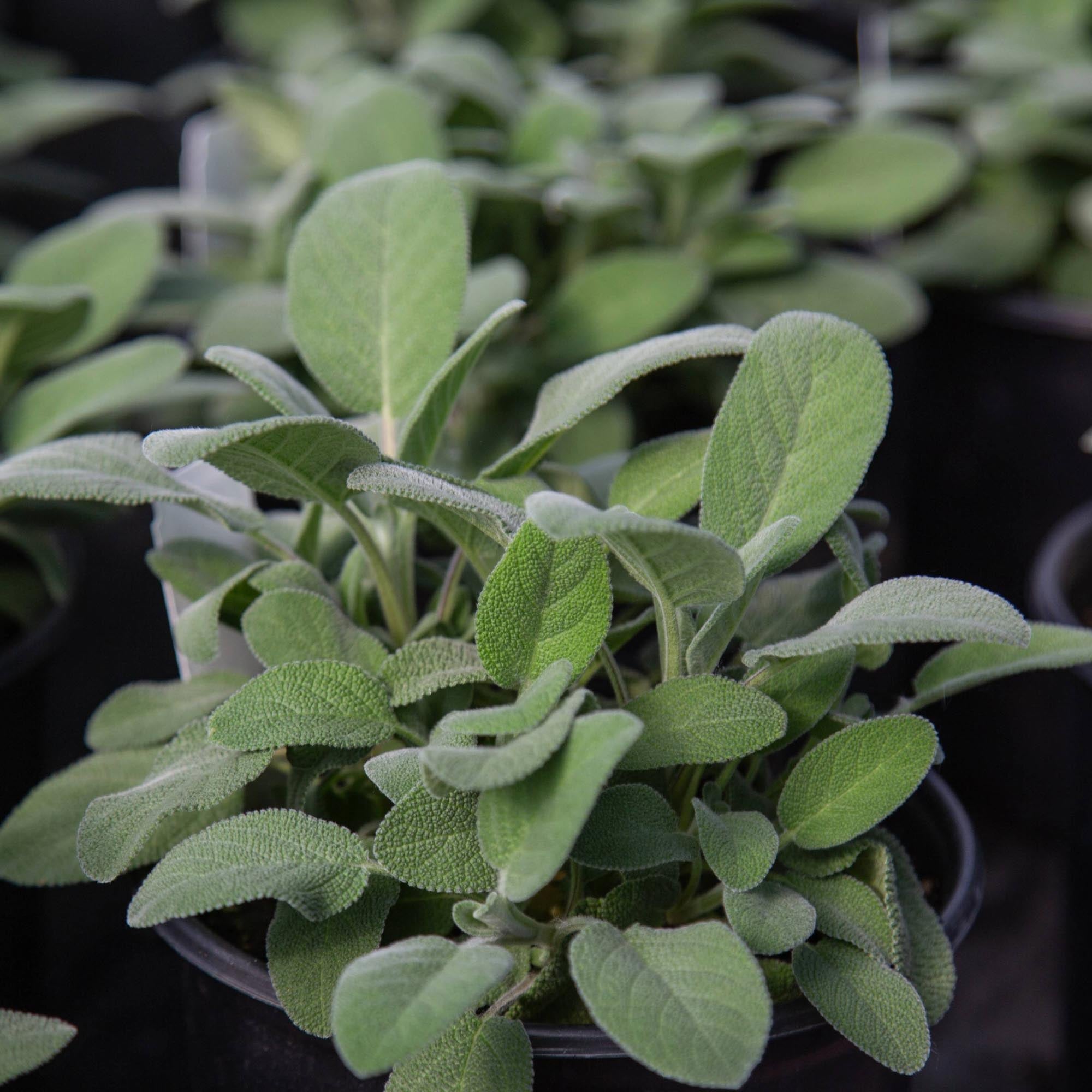 Salvia Berggarten