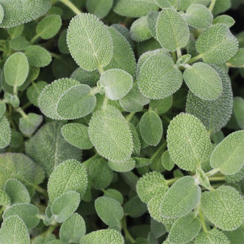 Salvia Berggarten