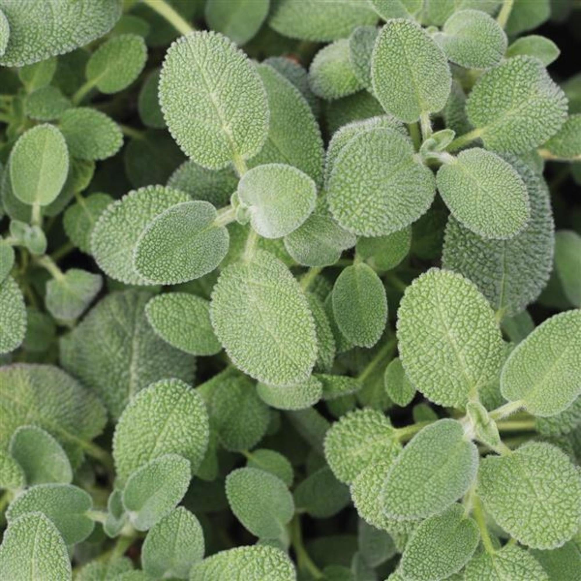 Salvia Berggarten