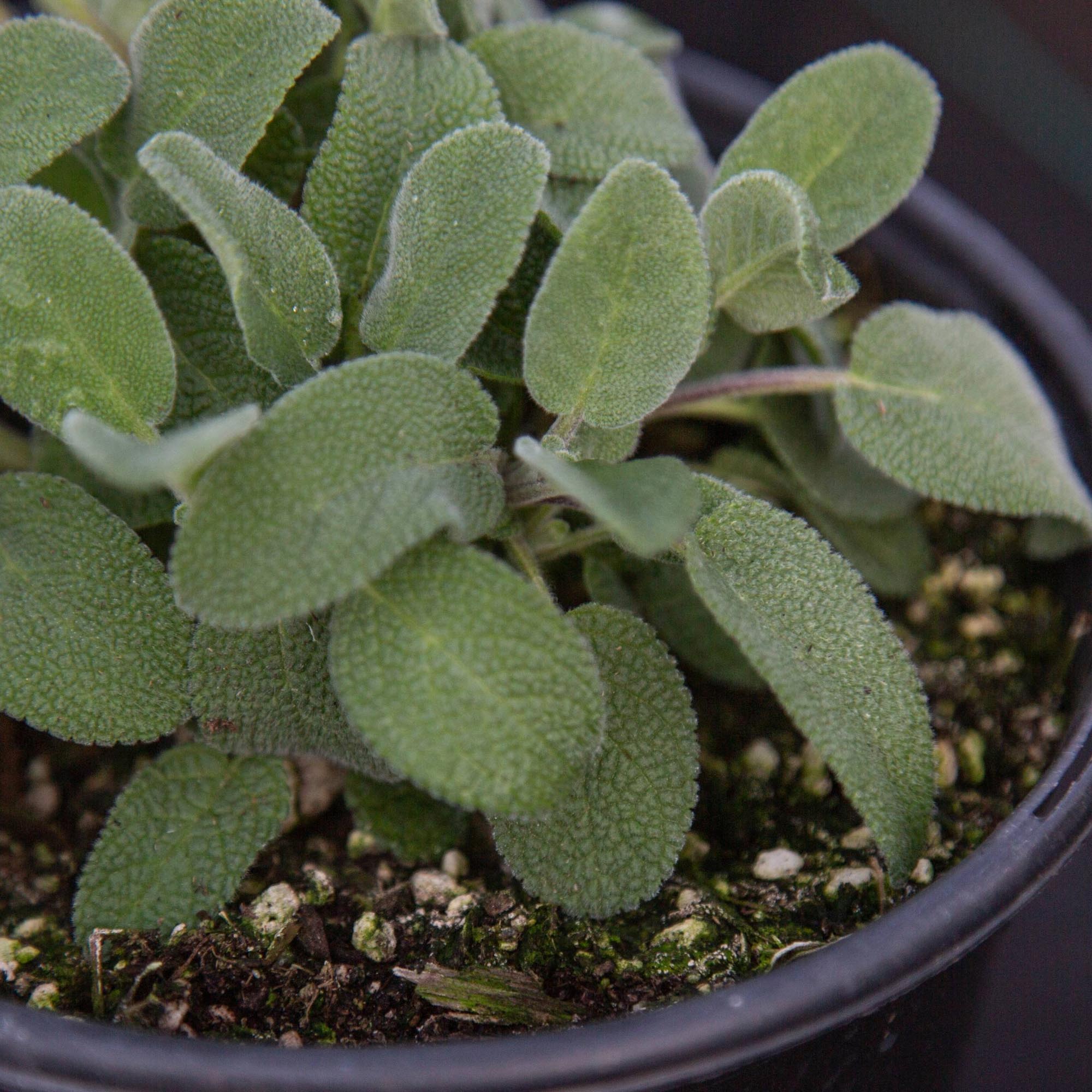 Salvia Berggarten