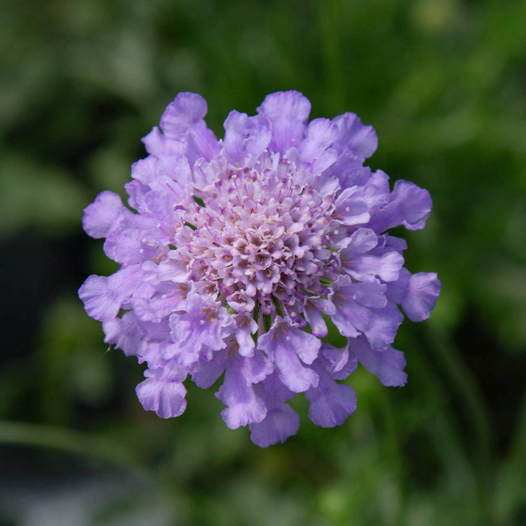 Vivid Violet