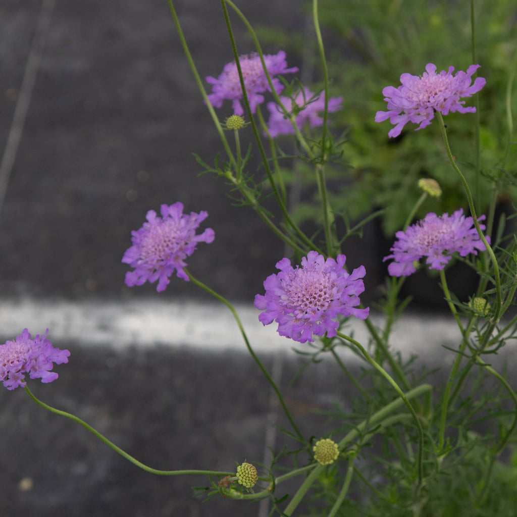 Vivid Violet