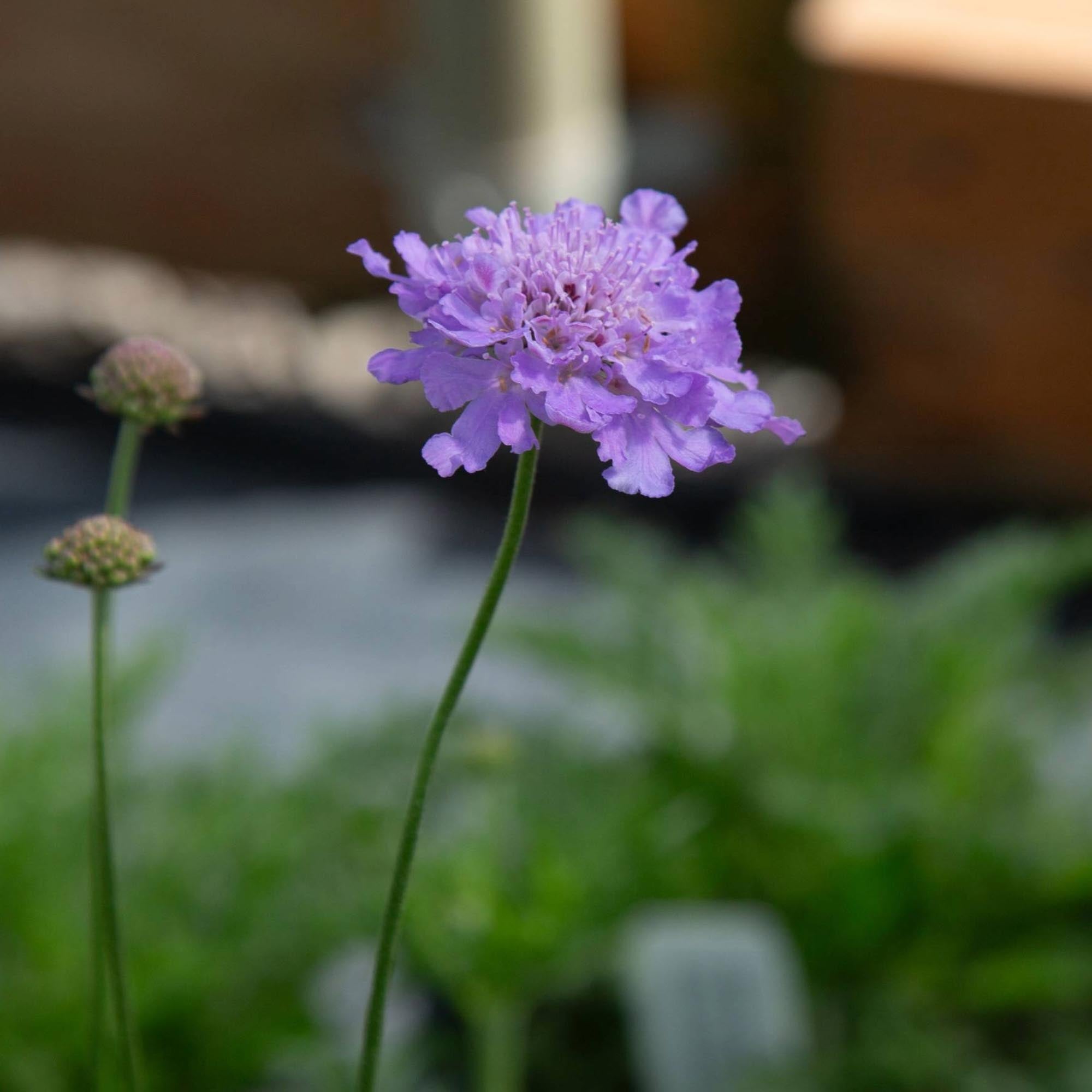 Vivid Violet