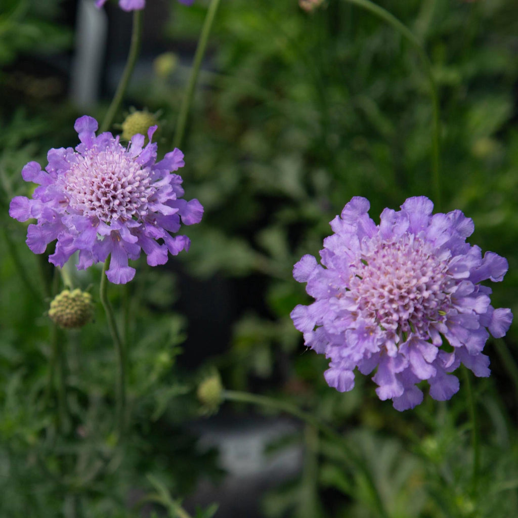 Vivid Violet