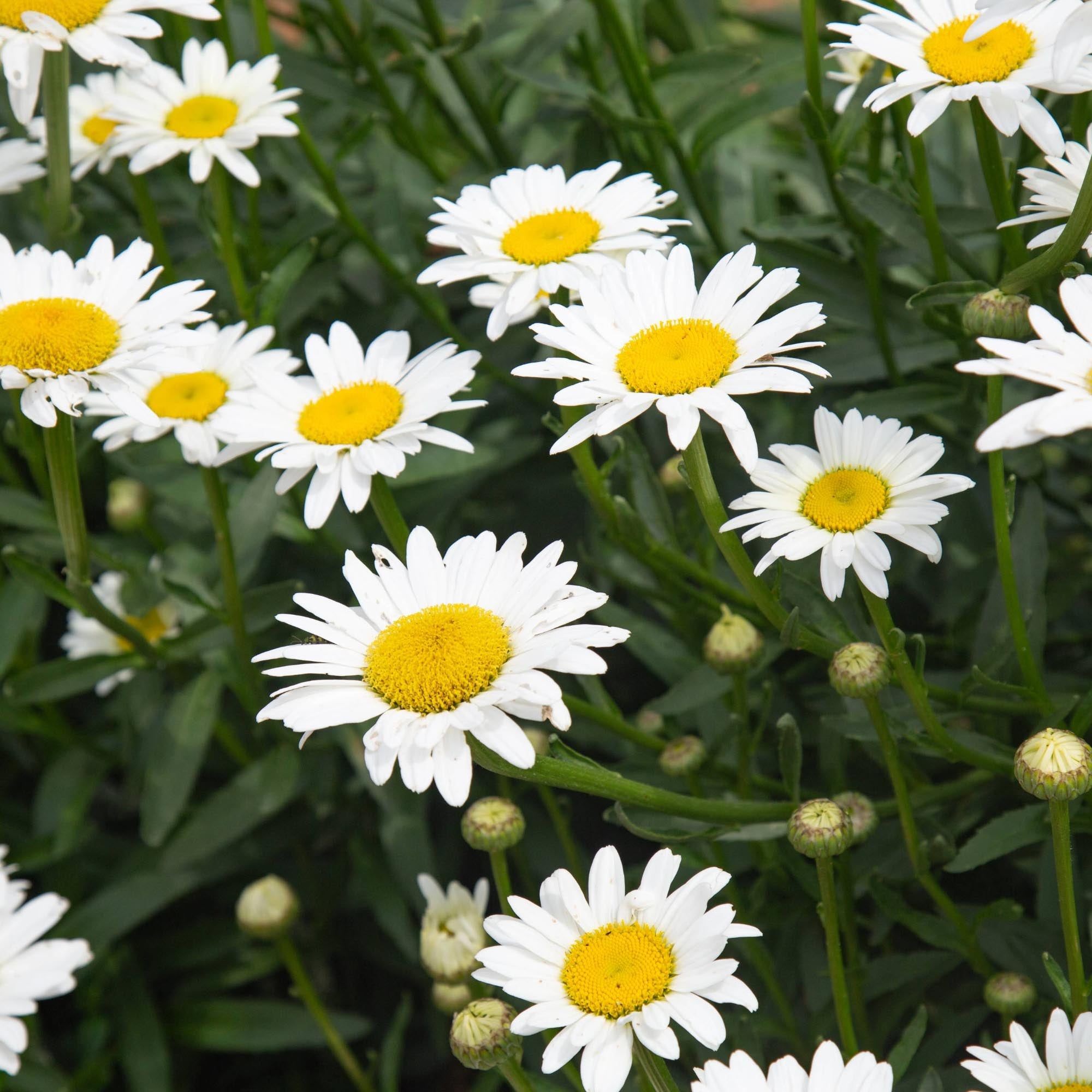 Shasta Daisy Becky