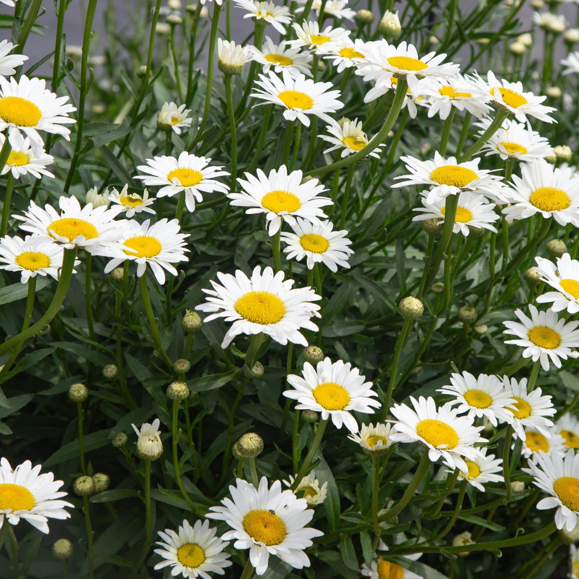 Shasta Daisy Becky