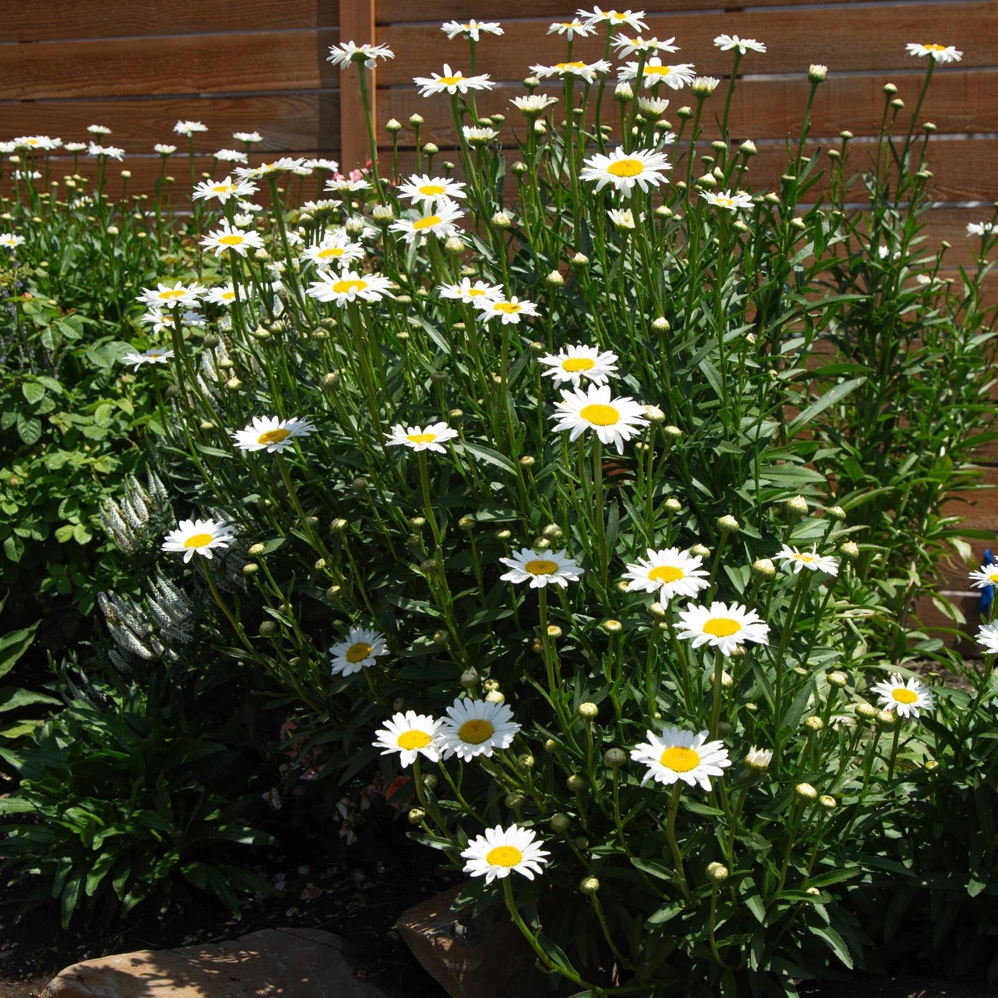 Shasta Daisy Becky