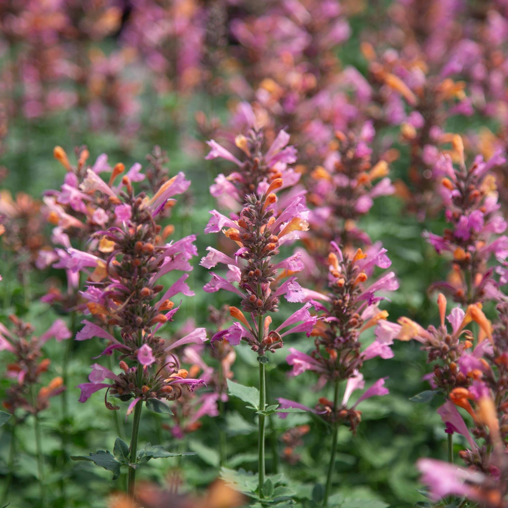 Agastache Kudos Ambrosia