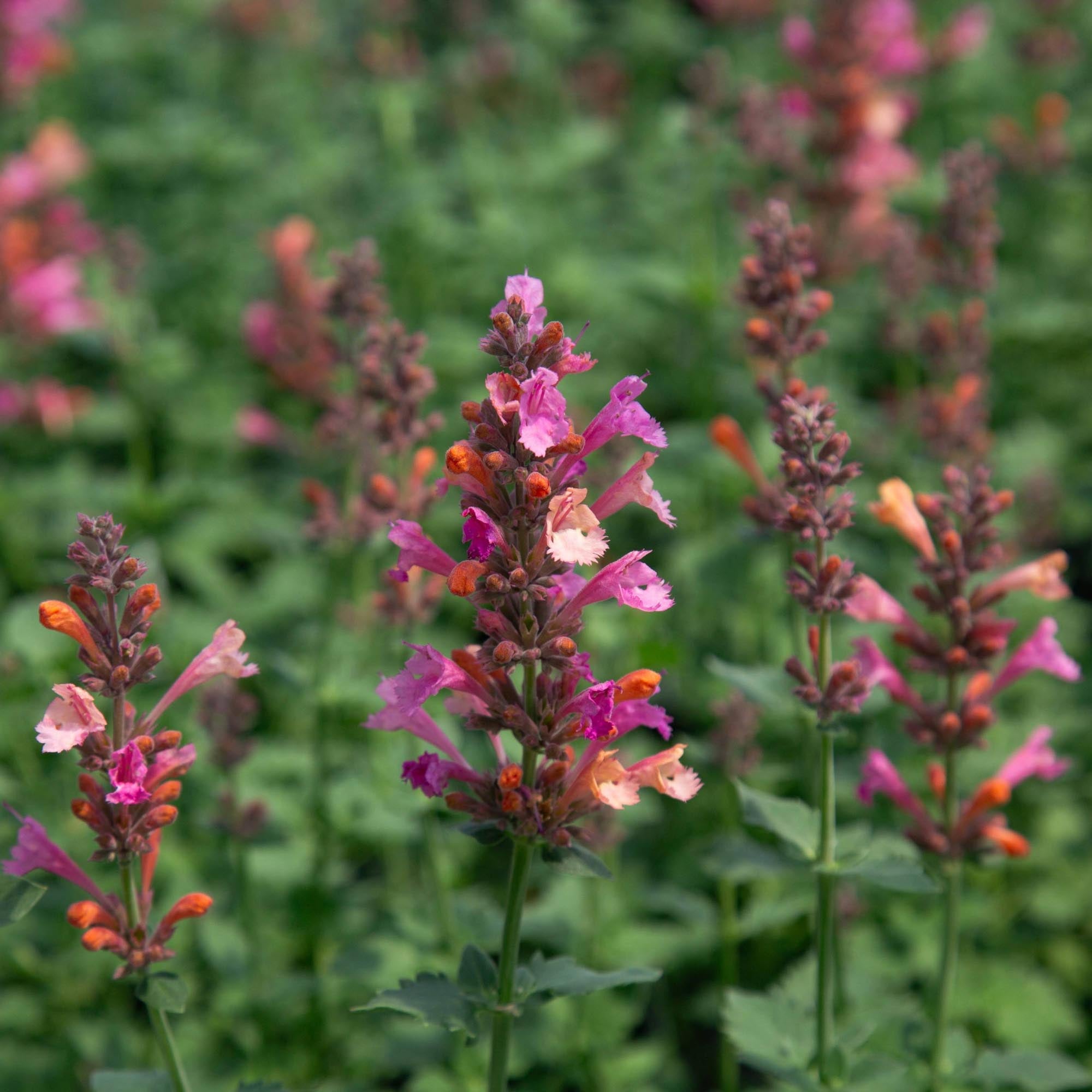 Agastache Kudos Ambrosia