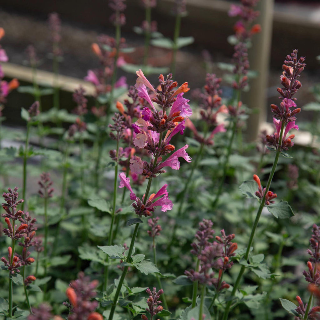 Agastache Kudos Ambrosia