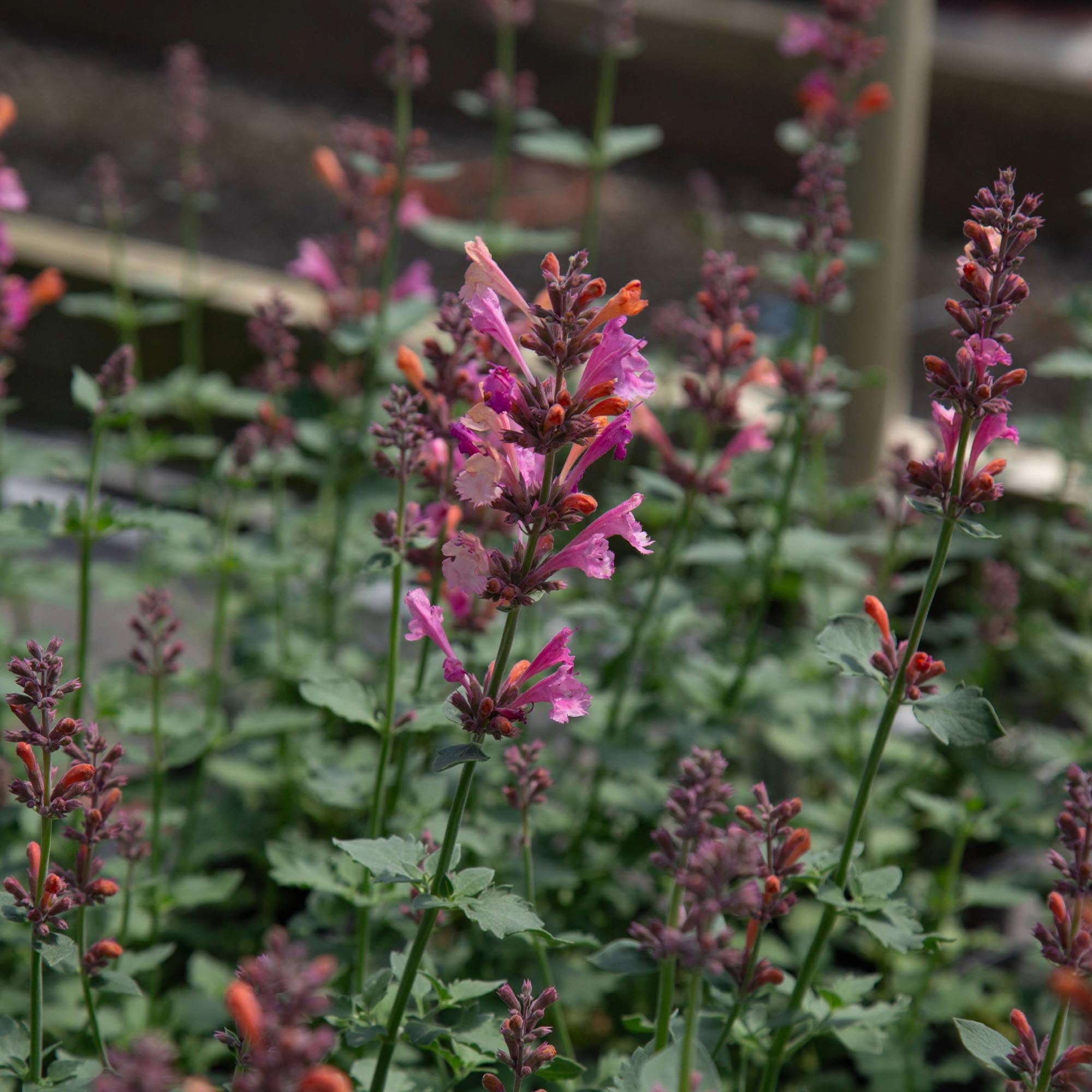 Agastache Kudos Ambrosia