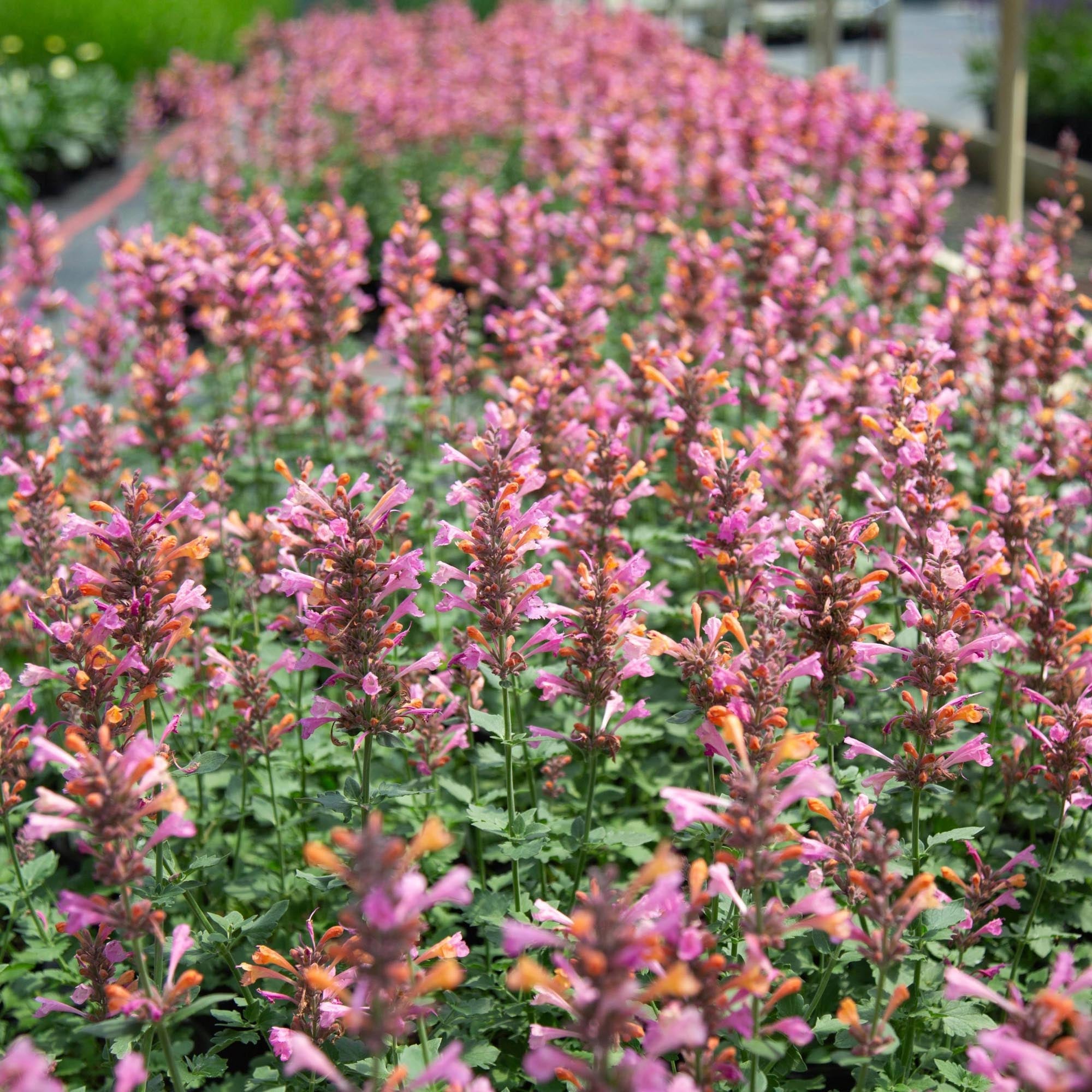 Agastache Kudos Ambrosia