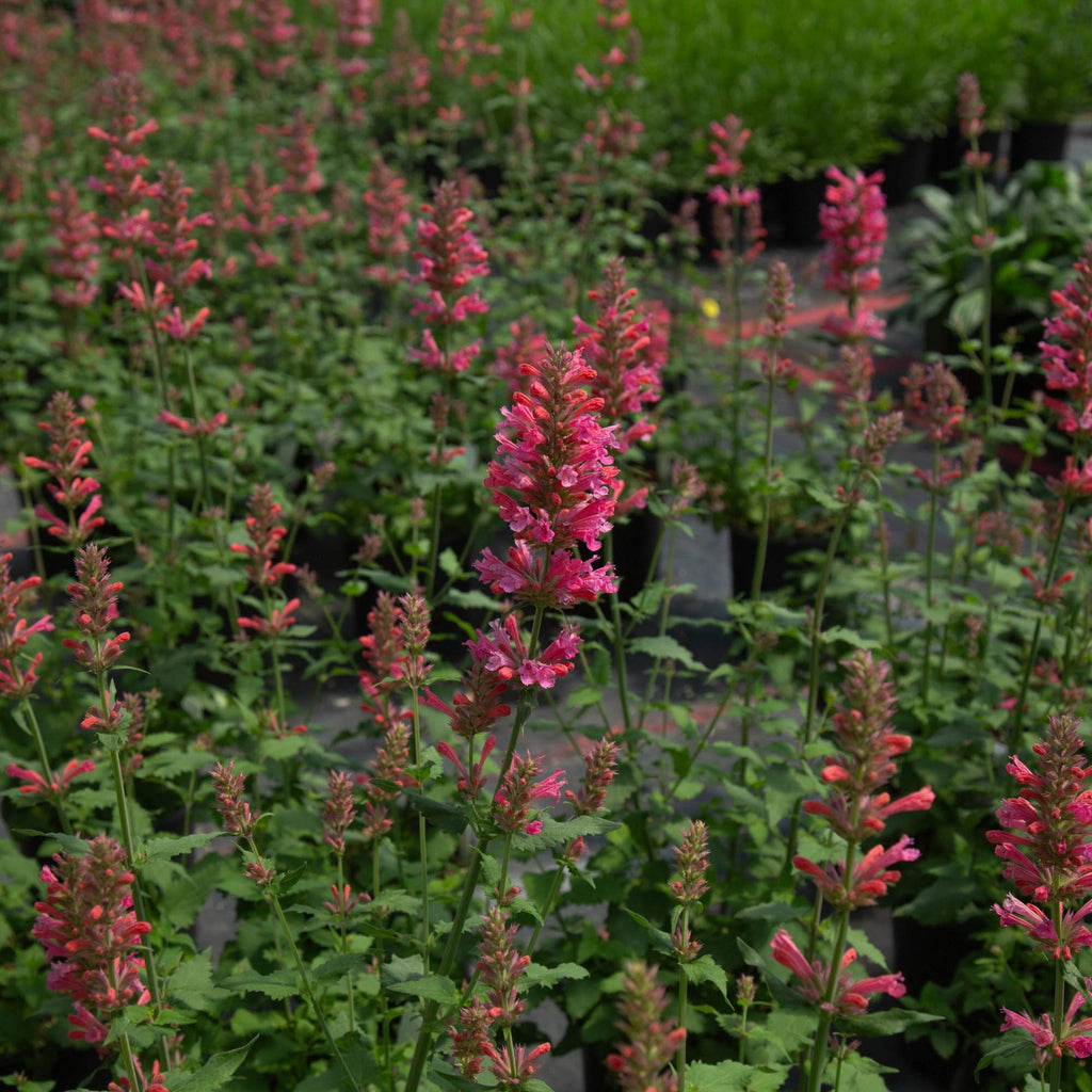 Agastache Pink Pearl