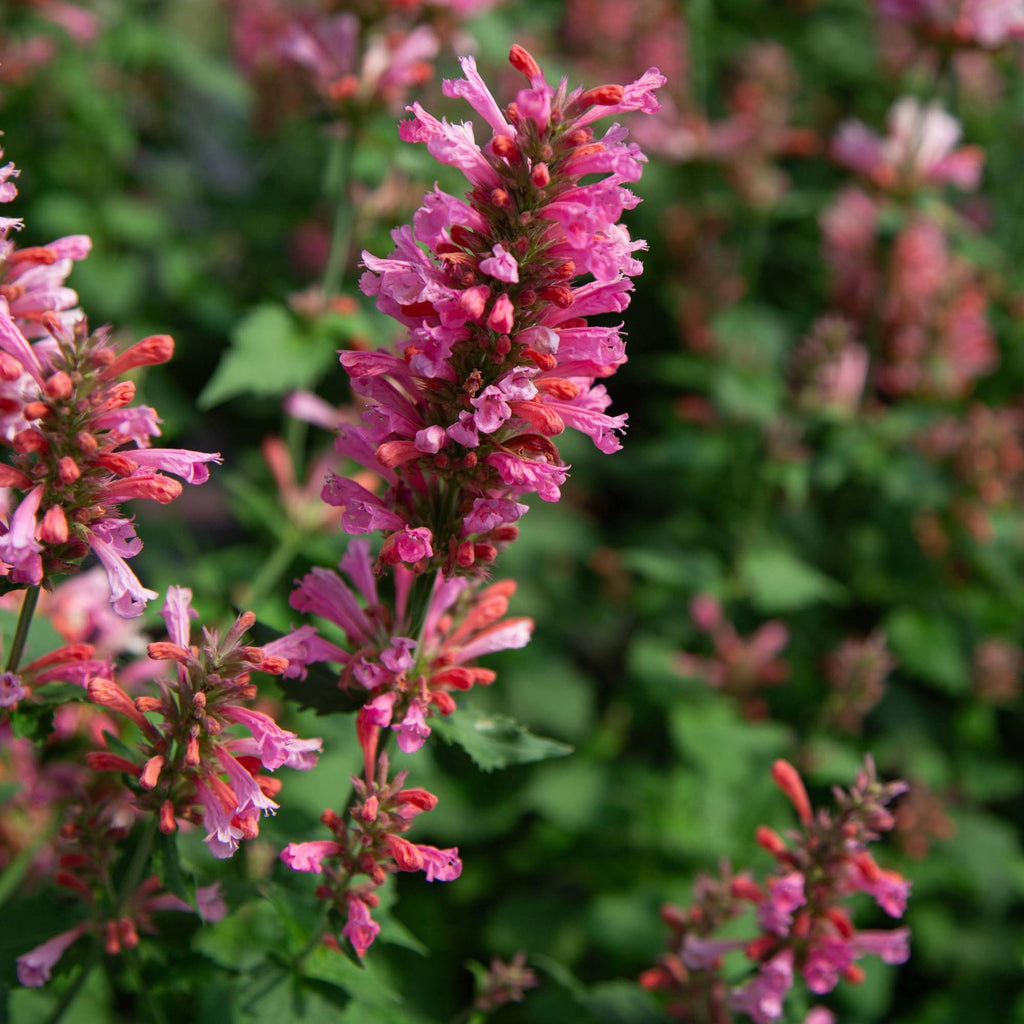 Agastache Pink Pearl
